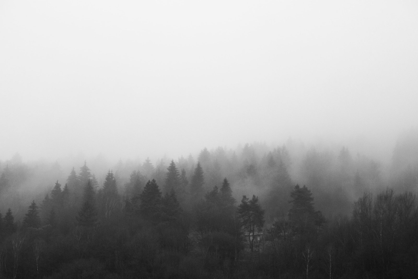 Black and White Morning Foggy Forest bw clouds nature room for text 2k 4k