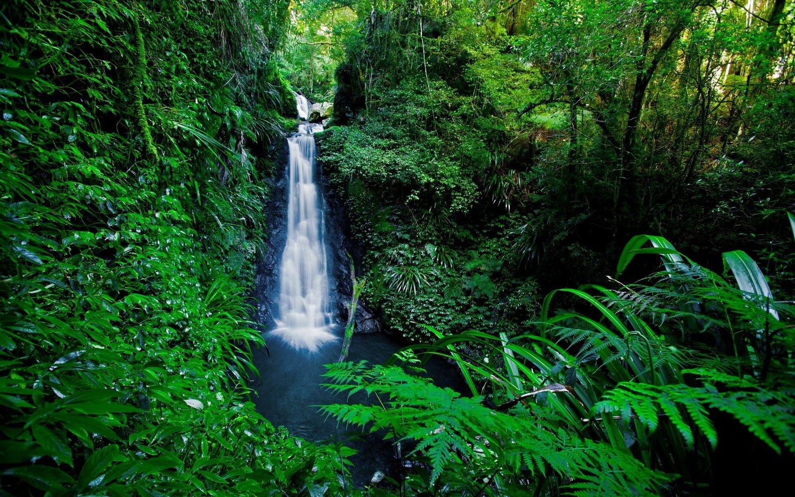 computer desktop full screen nature pics plant 2k