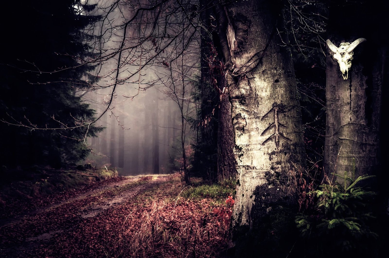 gray tree white and brown with dried leaves forest nature 2k