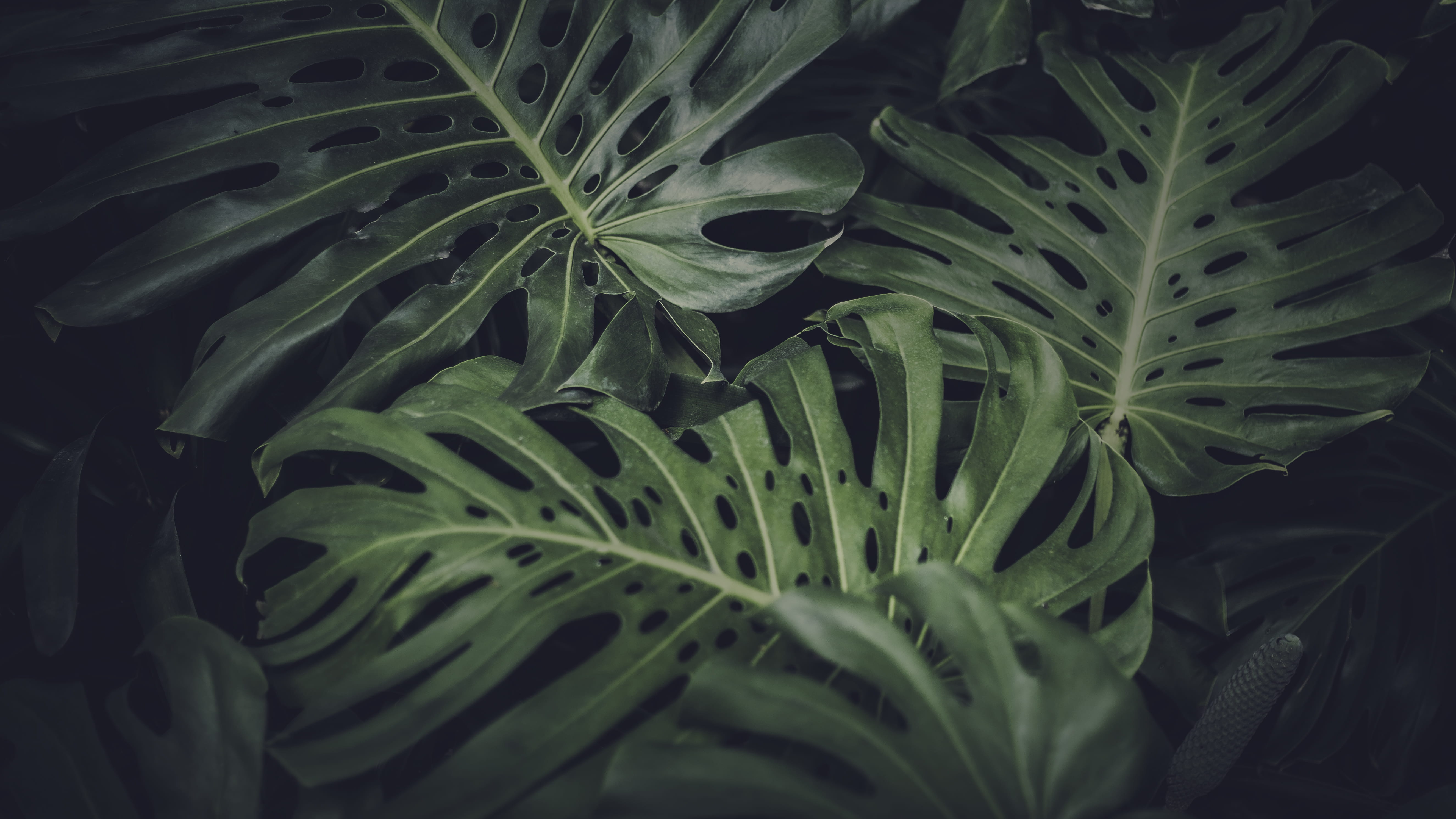 green leafed plant focused photo of a jungle 2k 4k 5k