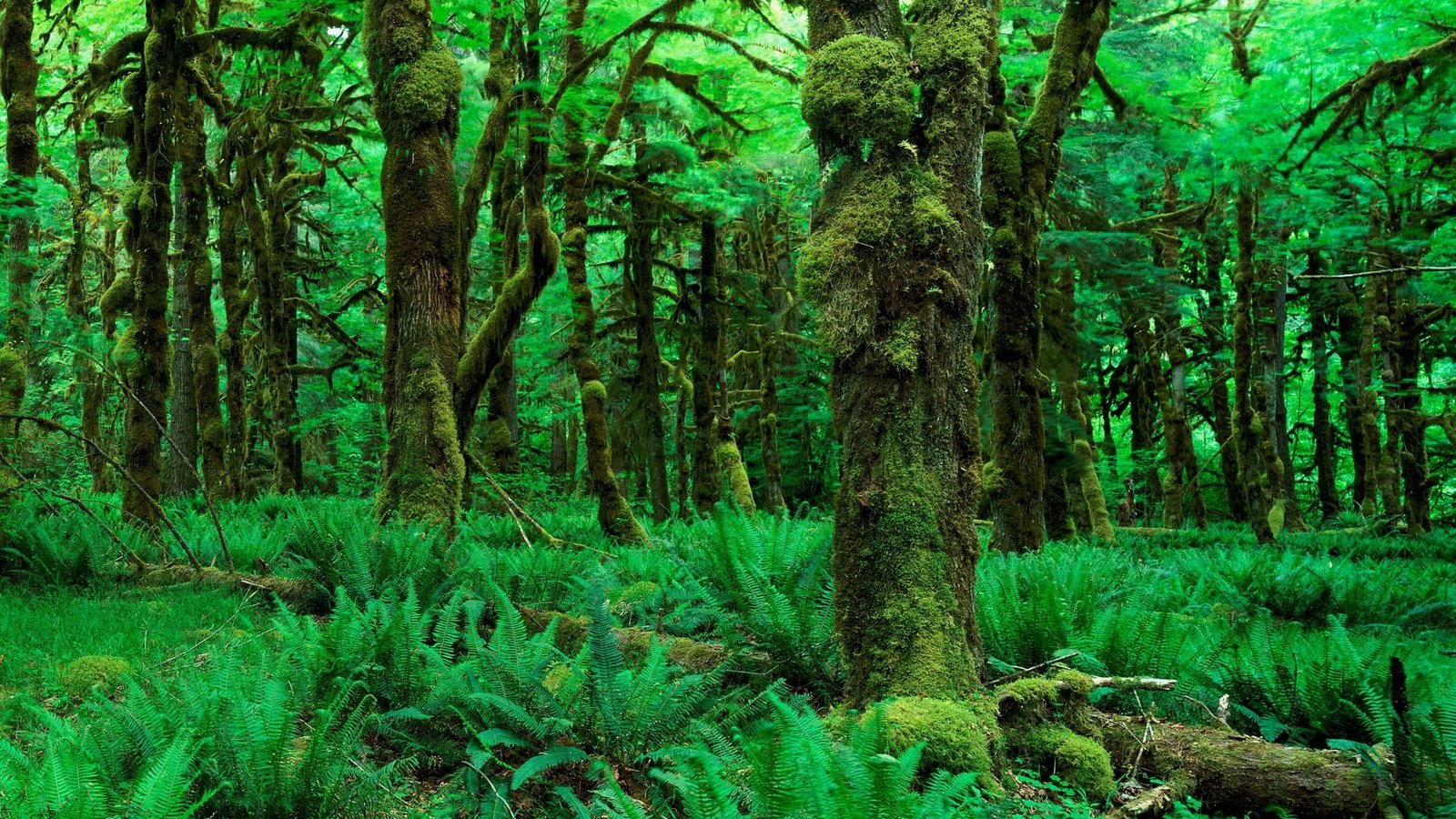 Jungle Forest Moss Green Trees HD fern plant nature 2k