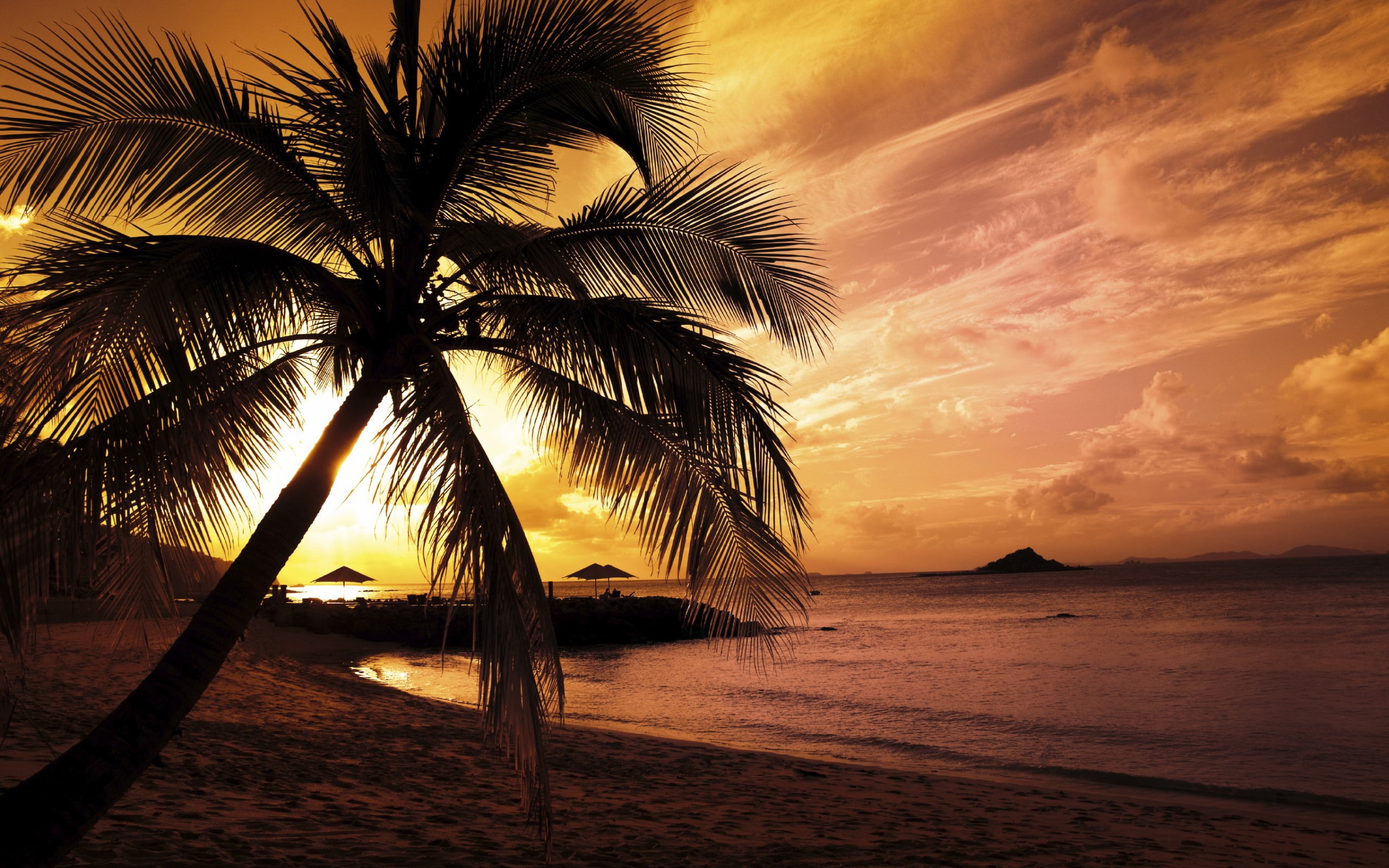 landscape sunset beach palm trees nature sunlight 2k