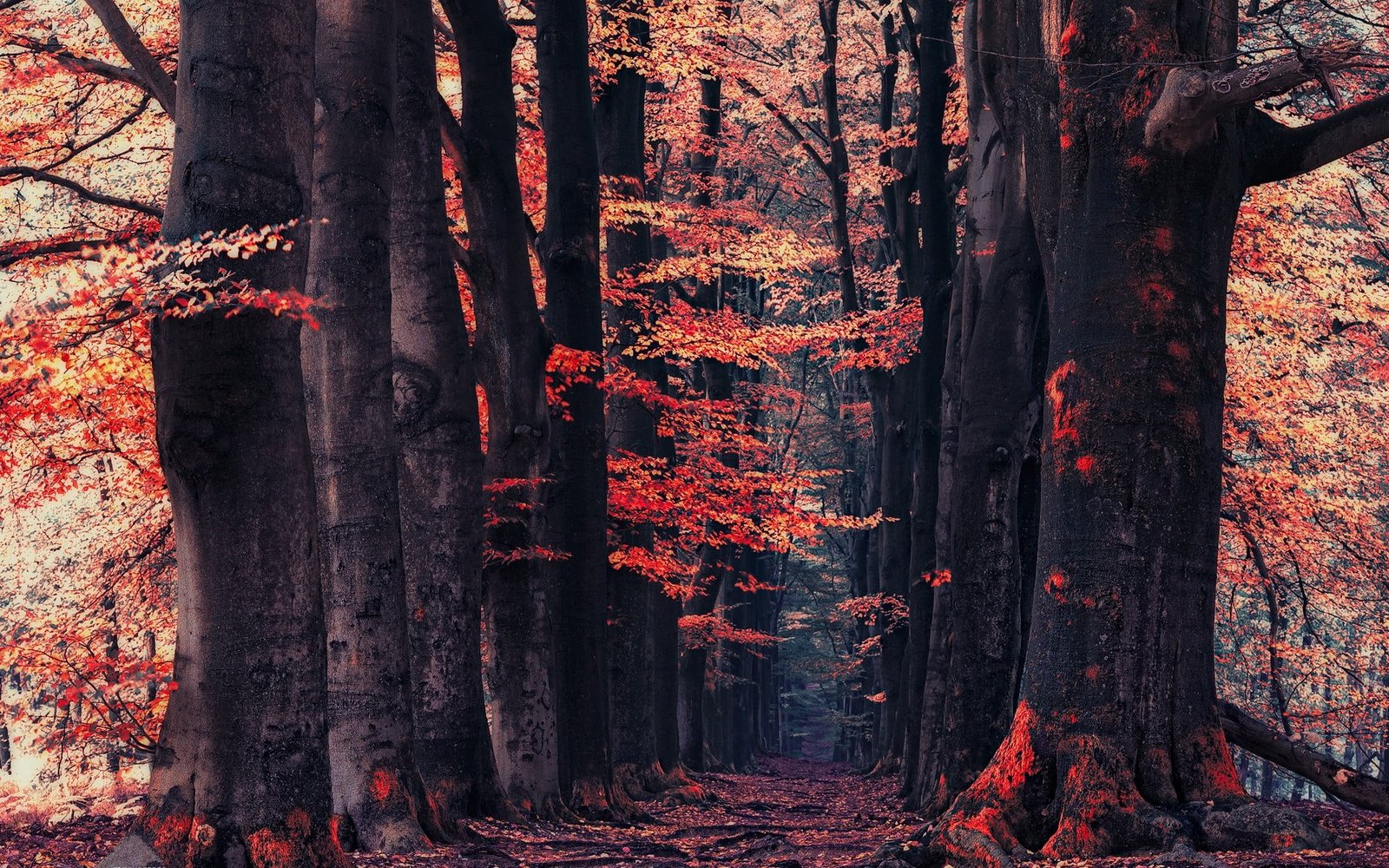 orange leafed trees leaf nature landscape forest 2k