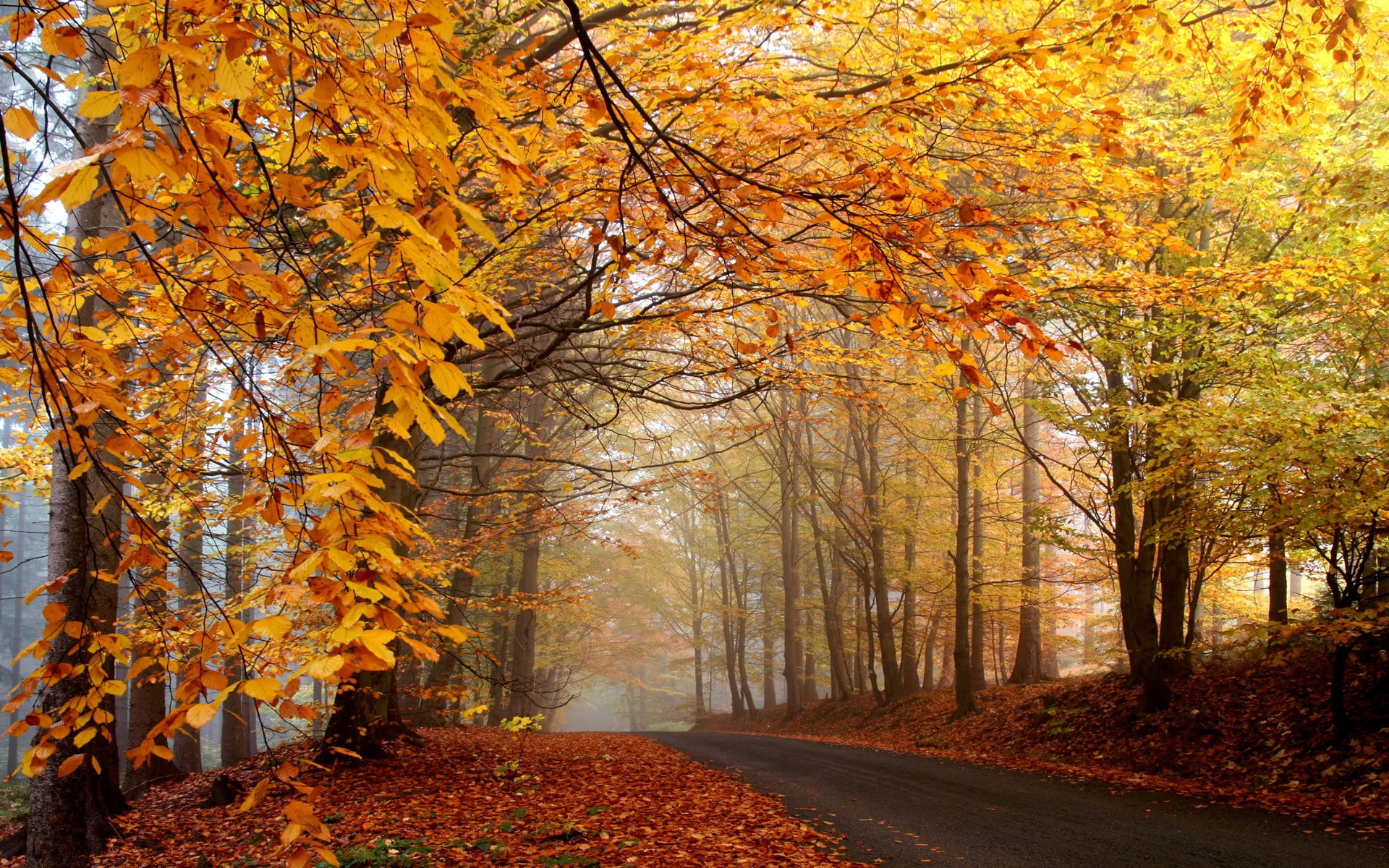 orange maple trees nature forest mist road fall leaves 2k