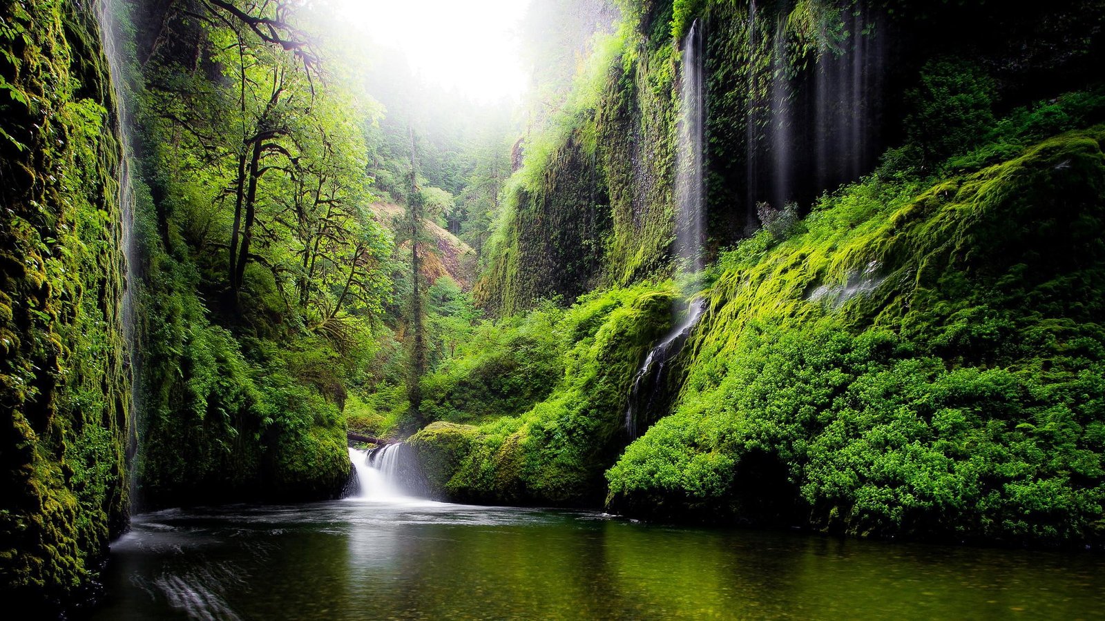 pc nature beauty tree forest plant water scenics 2k