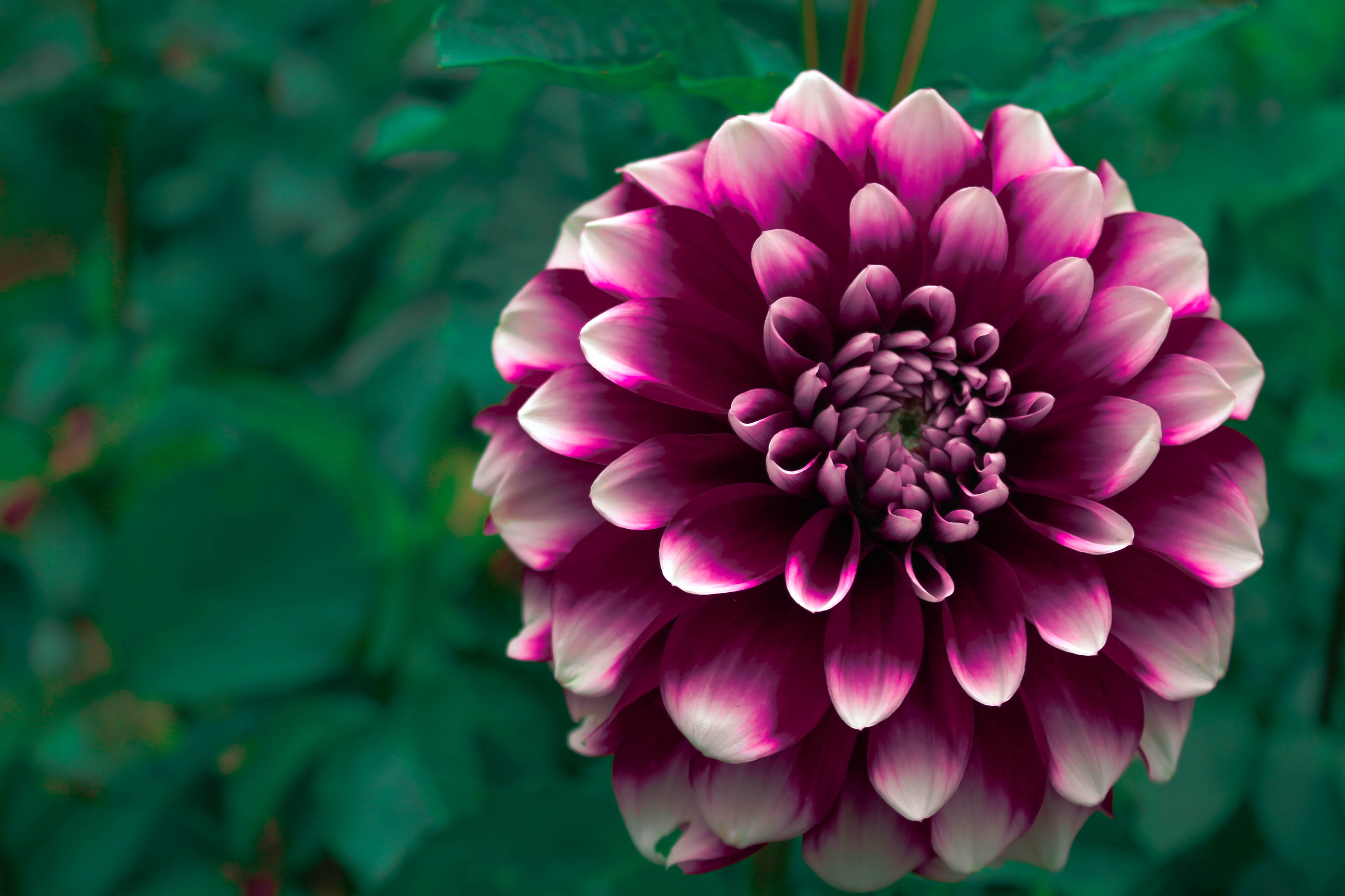 purple dahlia flower closeup photography pink petal bloom 2k 4k 5k