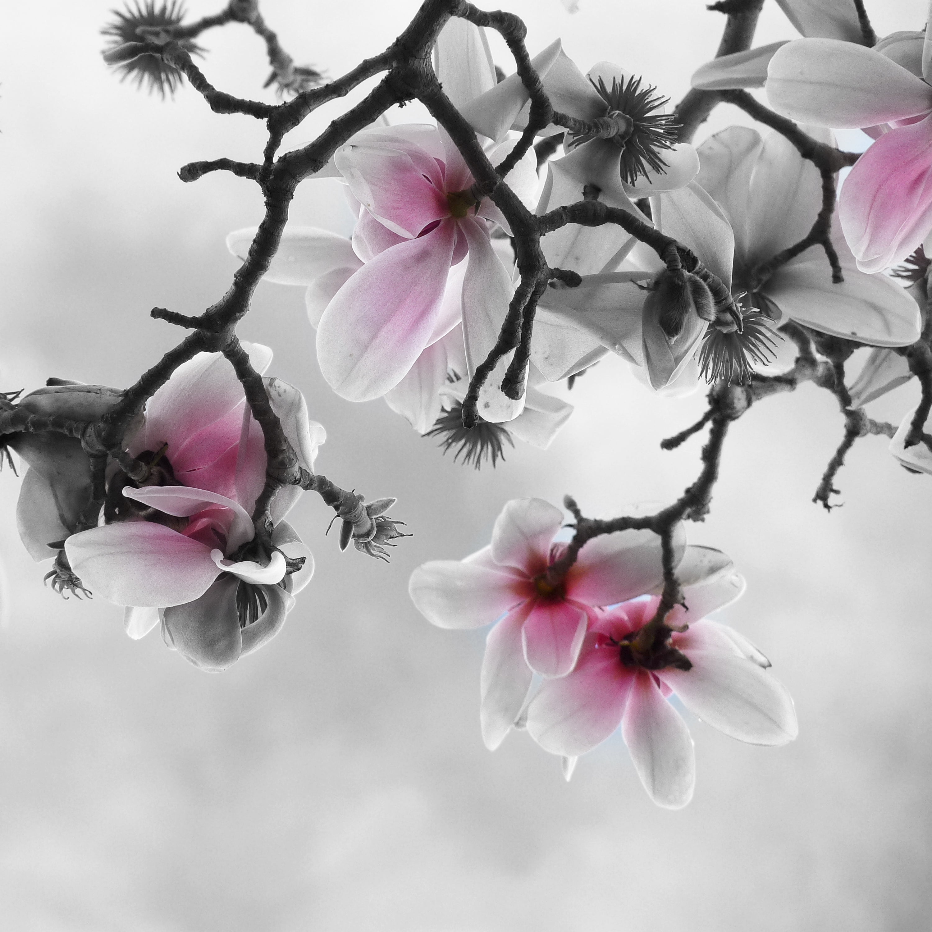 selective focus photography of white petaled flowers Shake sky 2k