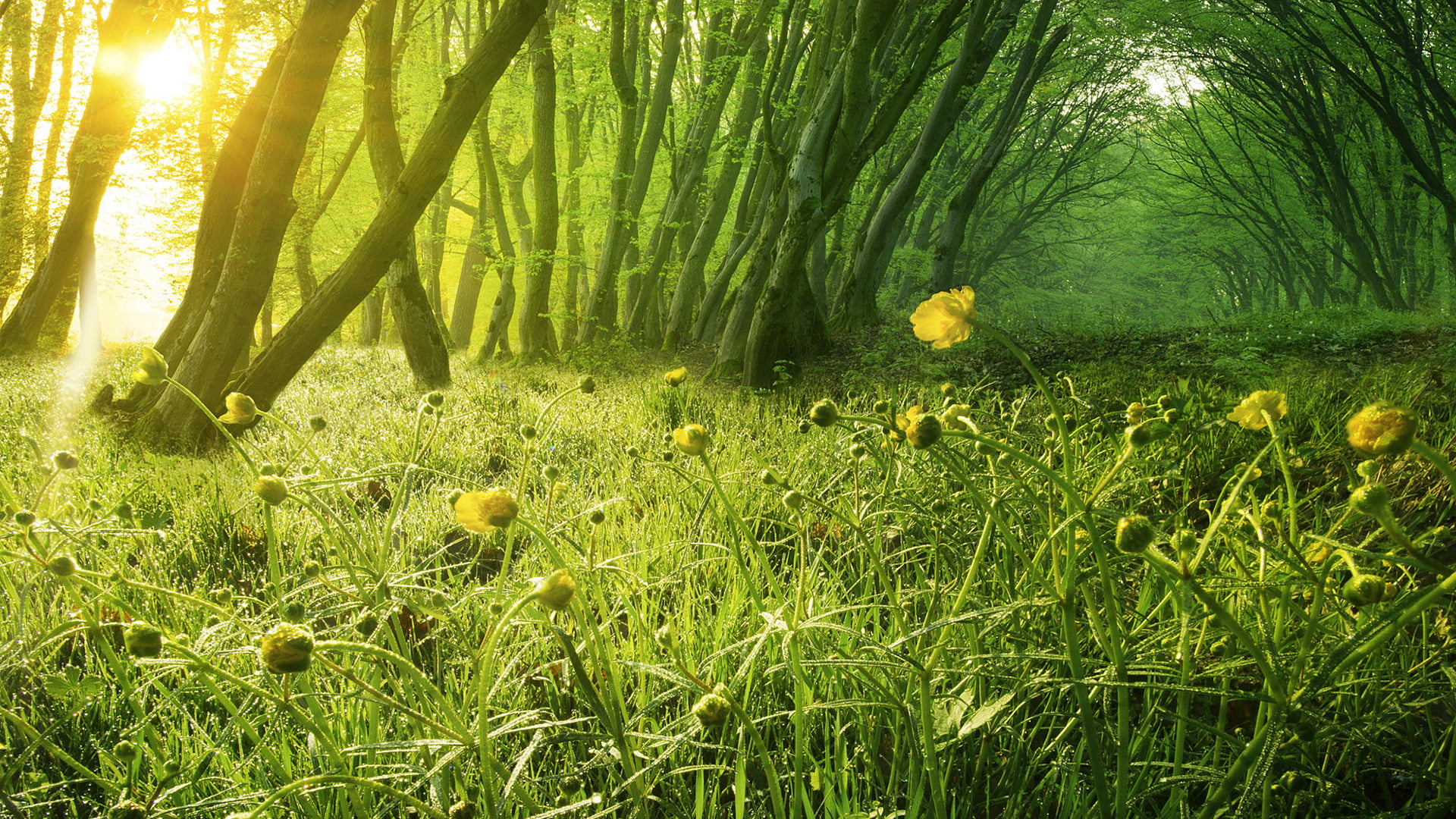 yellow petaled flowers nature forest trees sunlight 2k