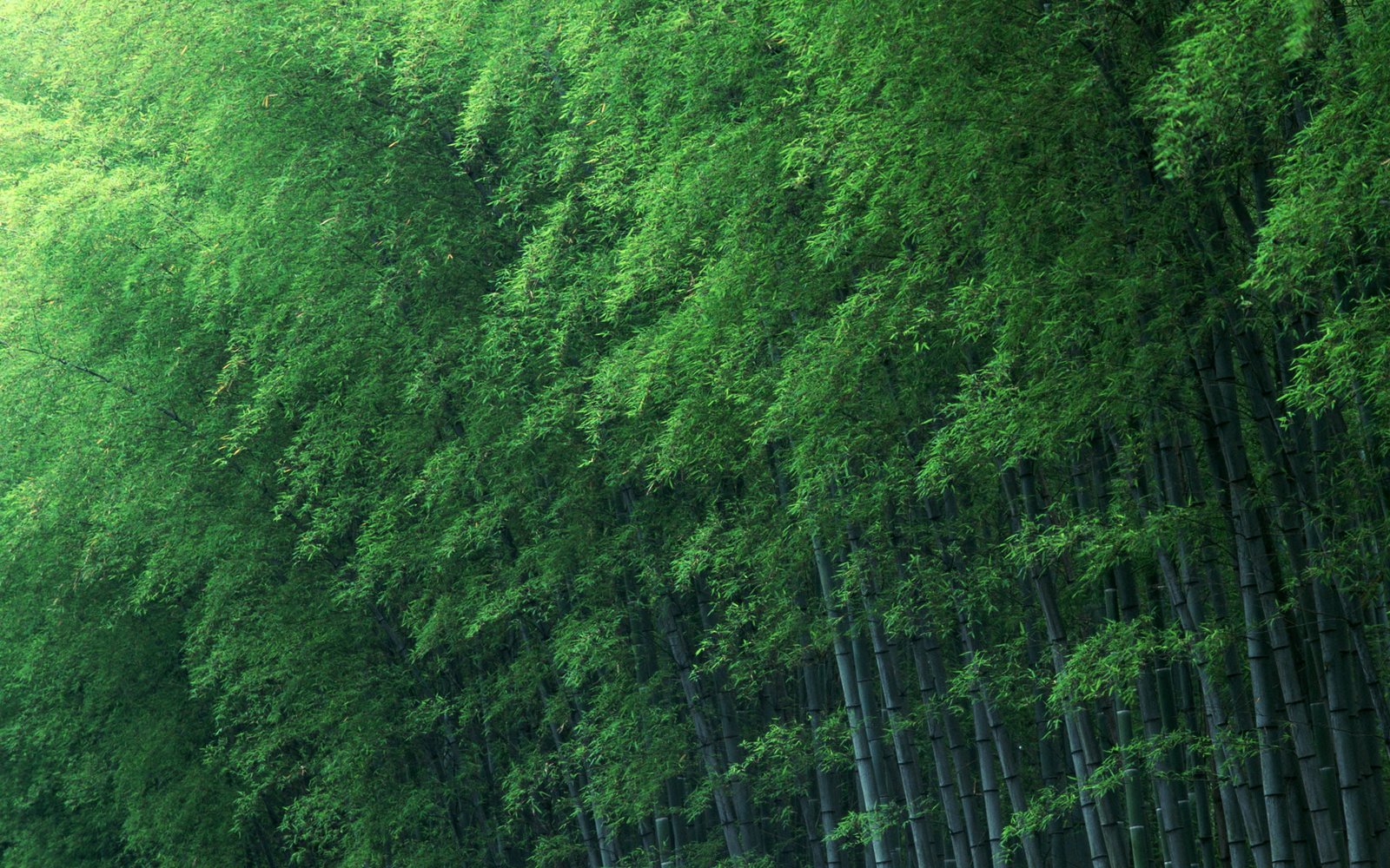 Bamboo Forest Green Nature 2k