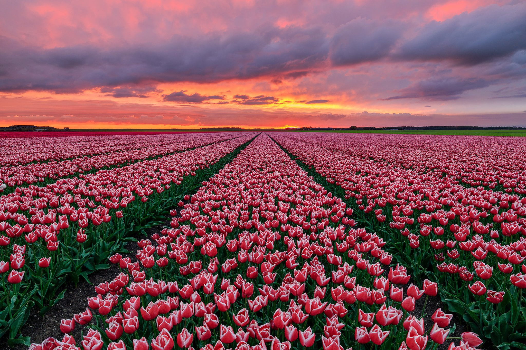 Flowers Tulip Field Nature Netherlands Pink Flower Sunset 2k