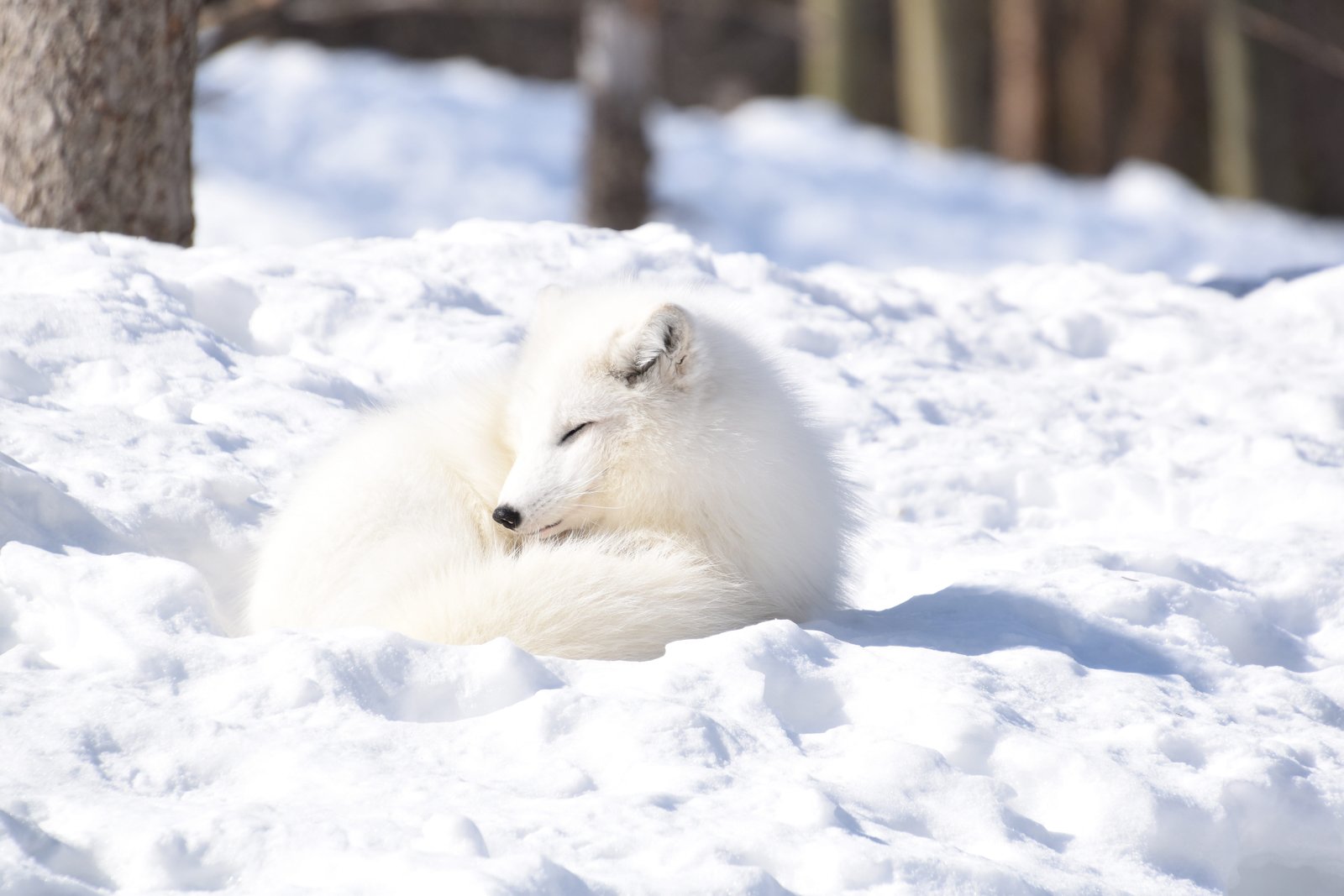 fox arctic white winter cold portrait snow nature animals 2k 4k 5k