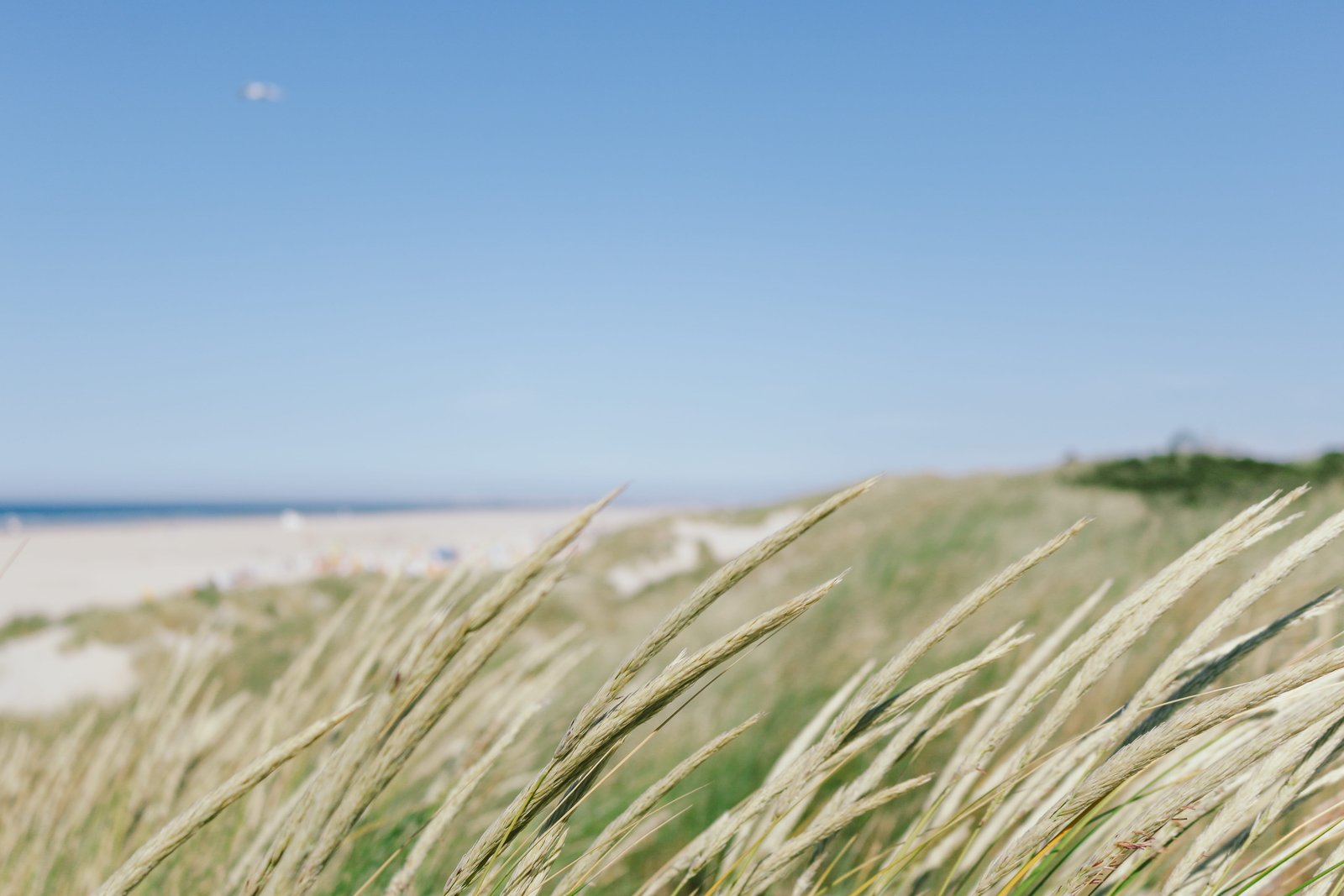 germany juist grass view see beach nordsee wallpaper 2k 4k 5k