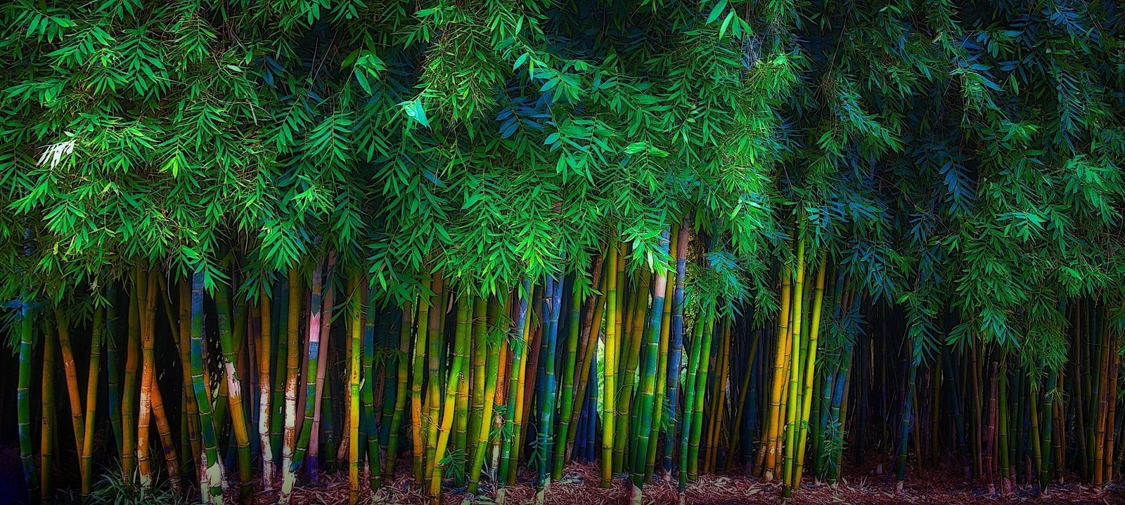 green bamboo grass trees leaves spring nature landscape 2k