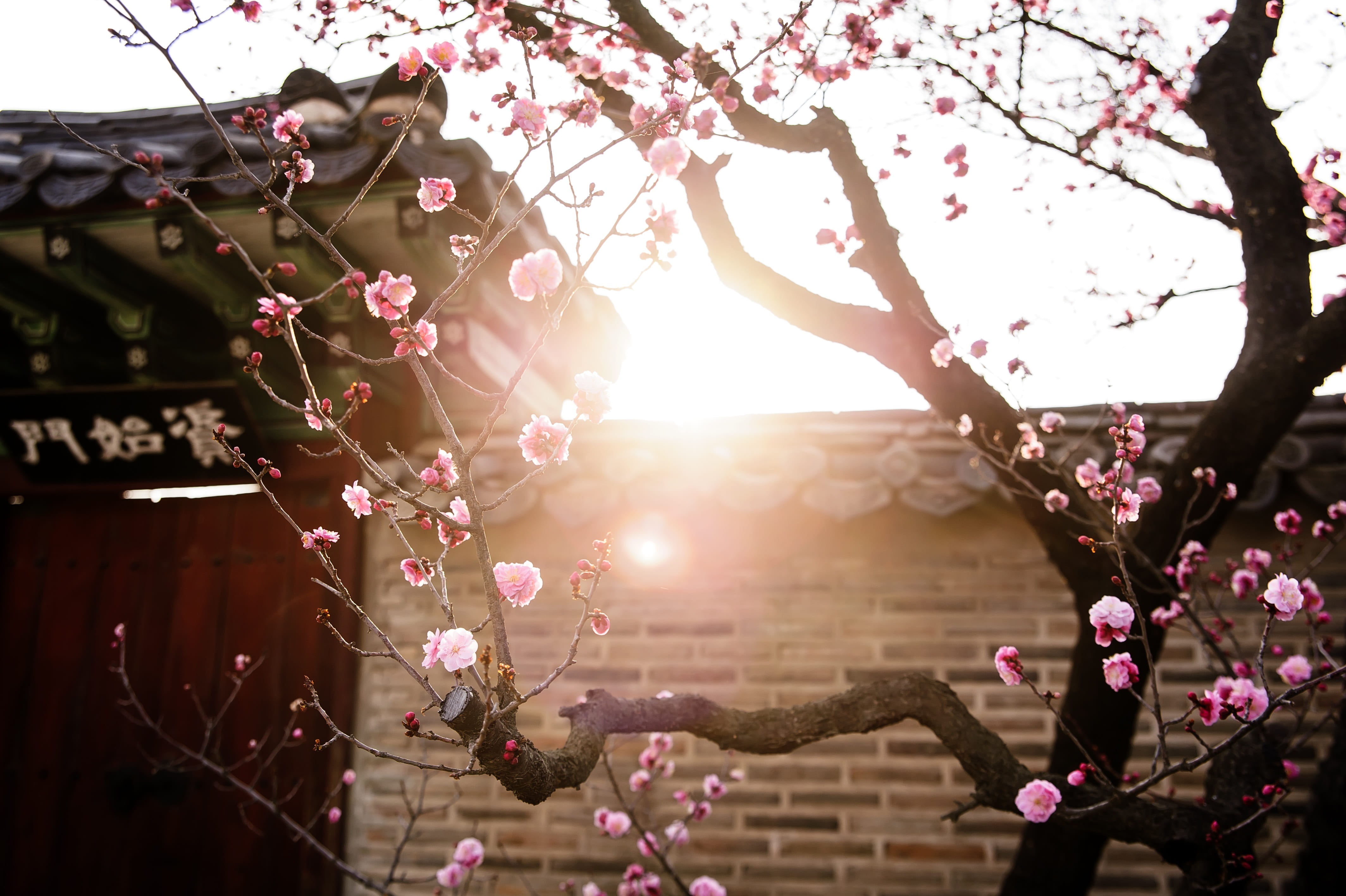 photo of cherry tree republic korea traditional forbidden city 2k 4k