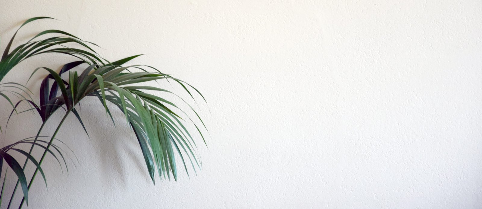 background website plant wall nature pattern plot texture 2k 4k 5k