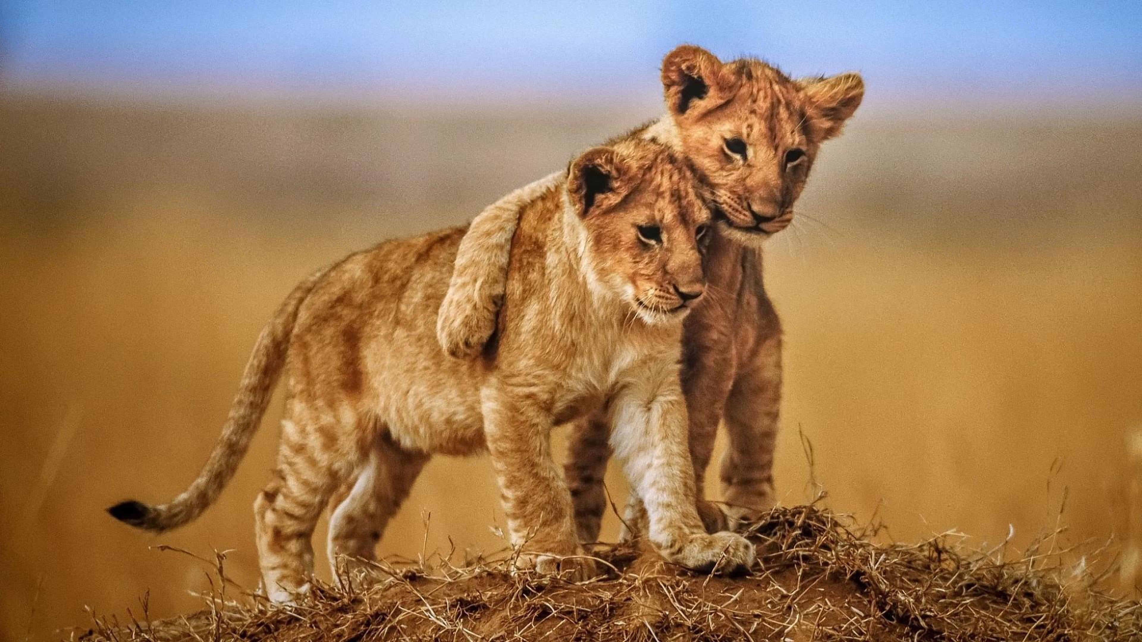 Brotherly Love Lion Cubs Photo Animals From Savannah Desktop Hd Wallpaper For Mobile Phones Tablet And Laptop 2k 4k