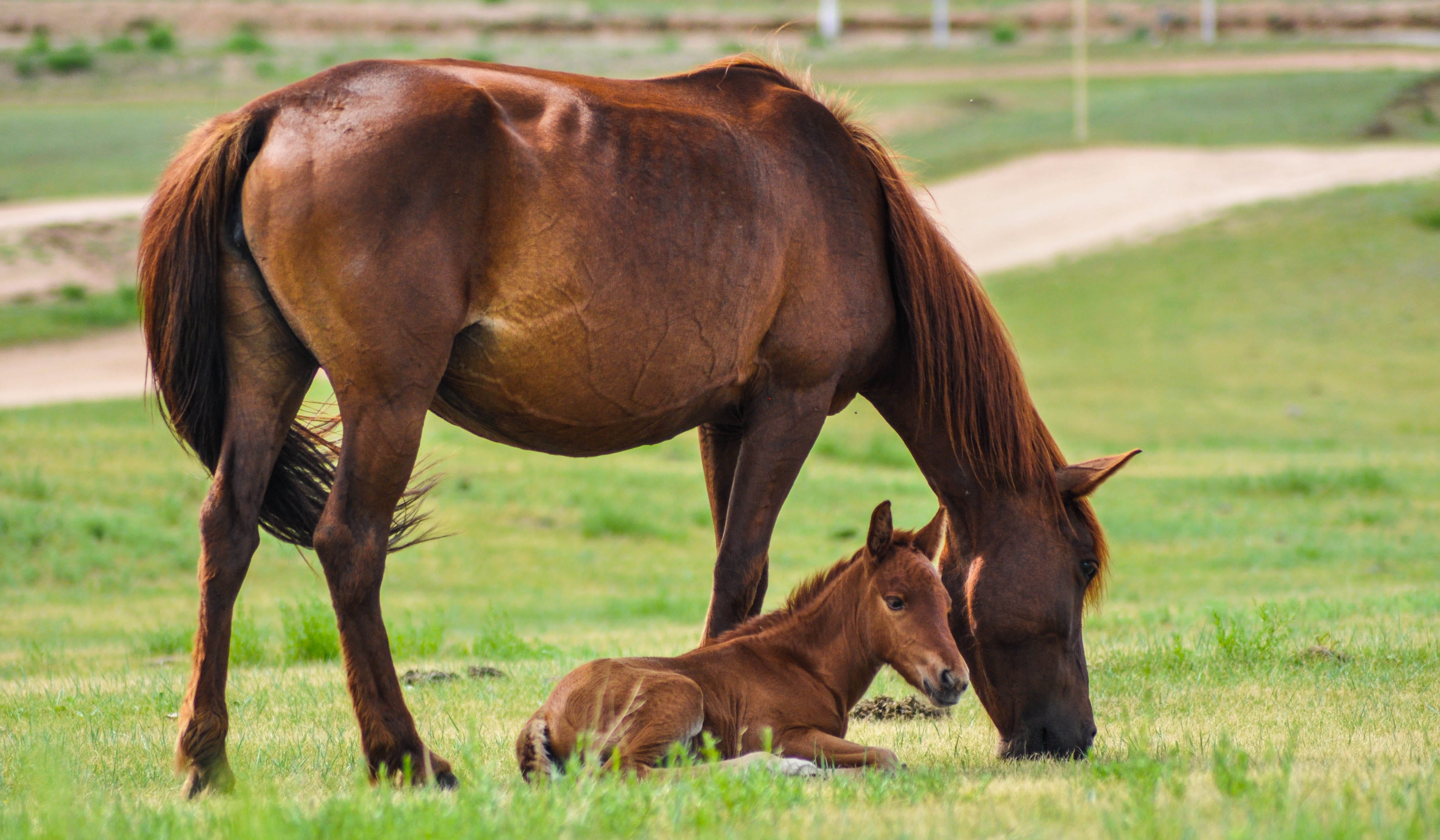 brown pony lying on grass beside horse Mare Foal Nature 2k 4k