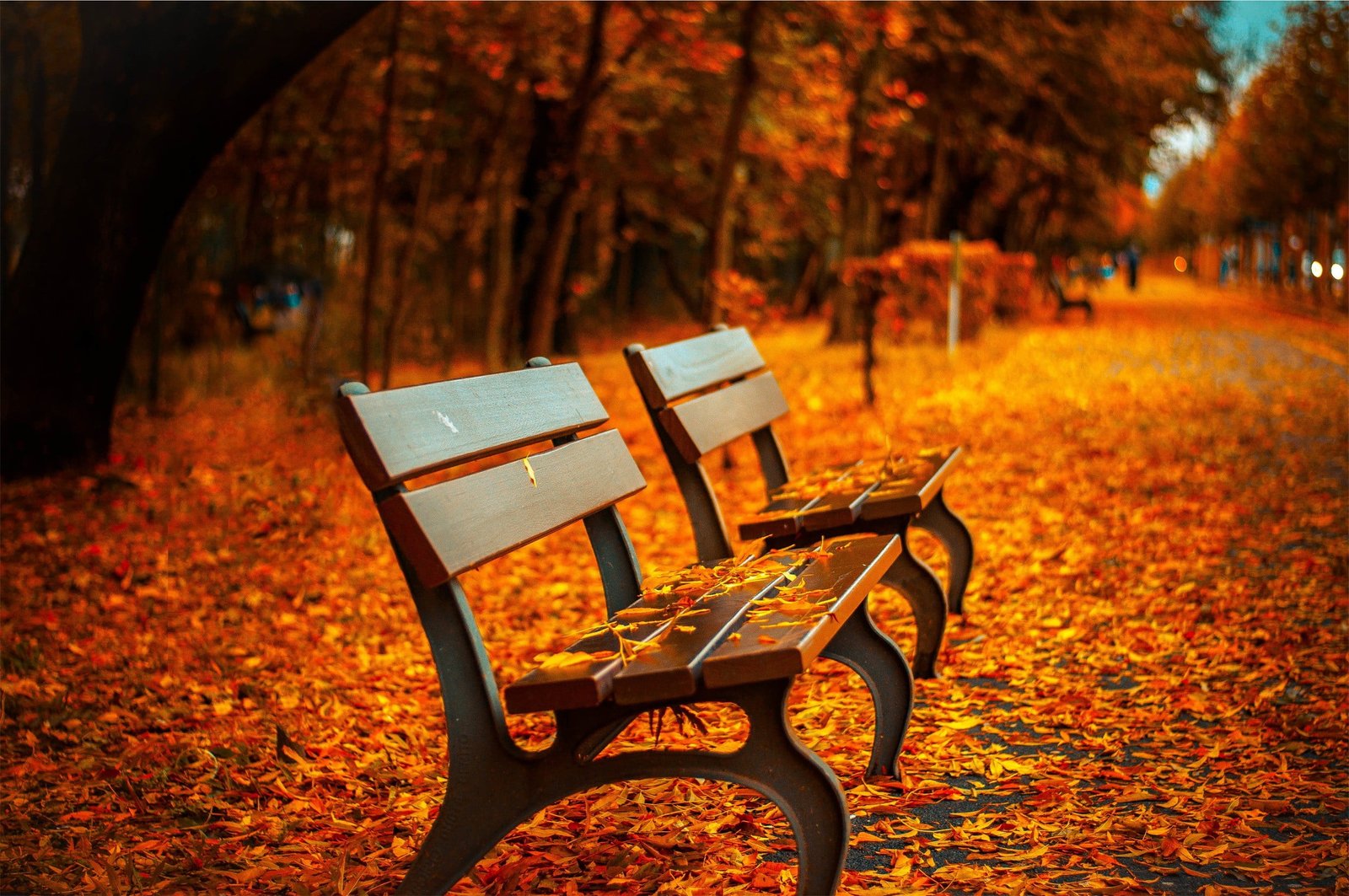 brown wooden bench two slatted benches fall leaves 2k