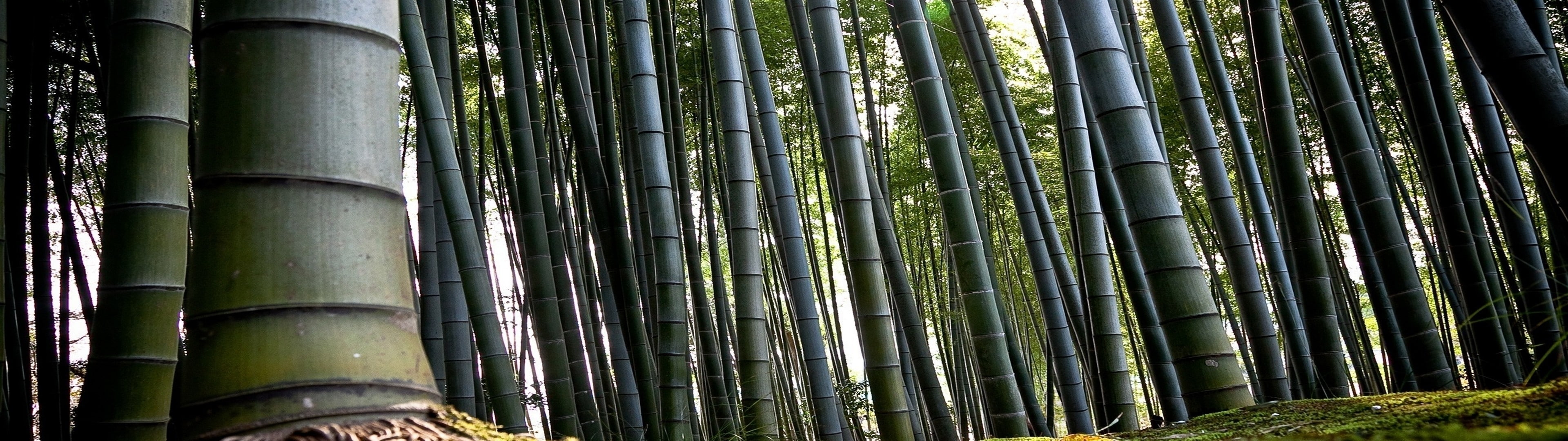 forest bamboo multiscreen Nature Forests HD Art 2k 4k
