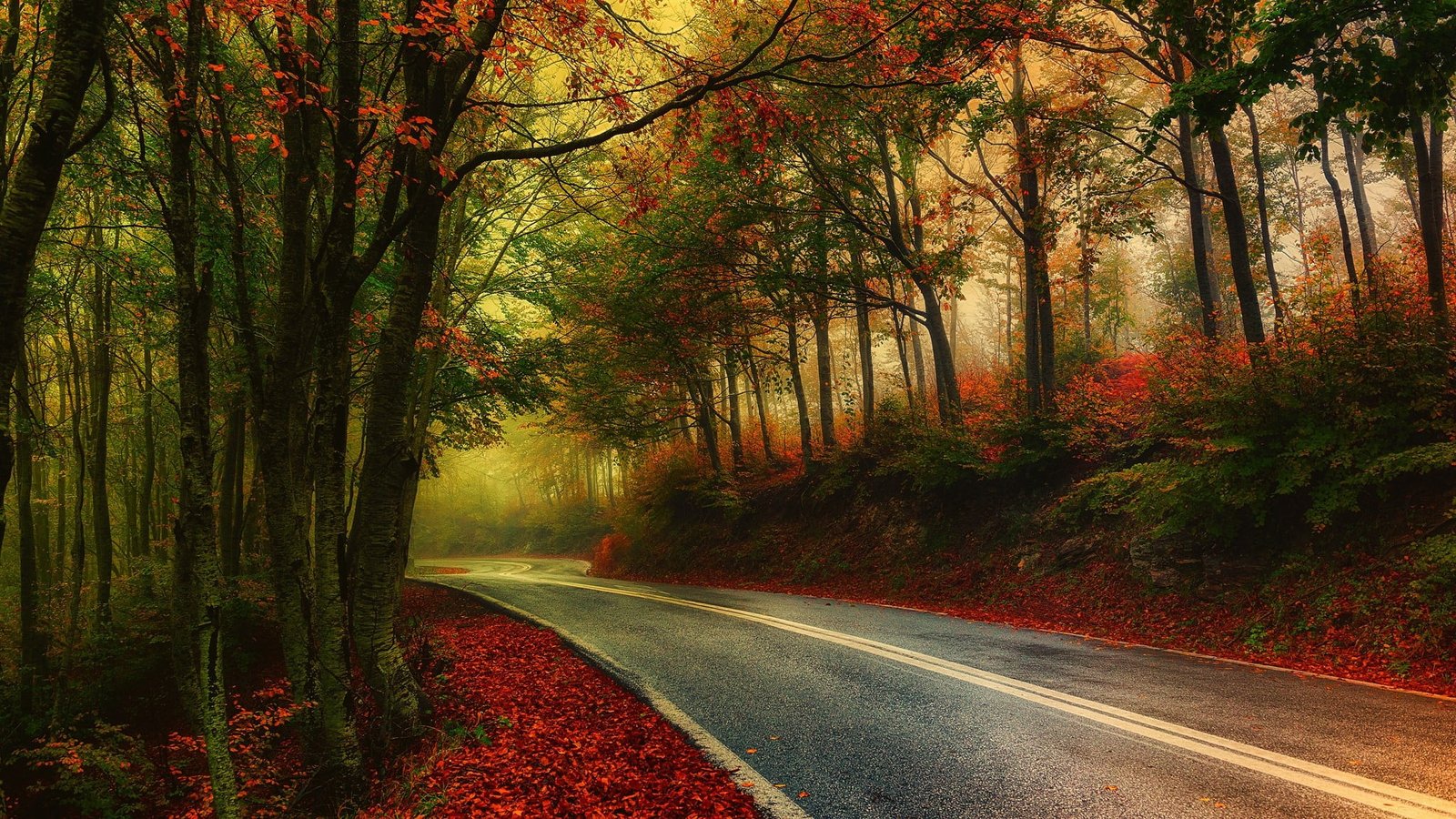 gray road in between trees wallpaper nature photography landscape 2k