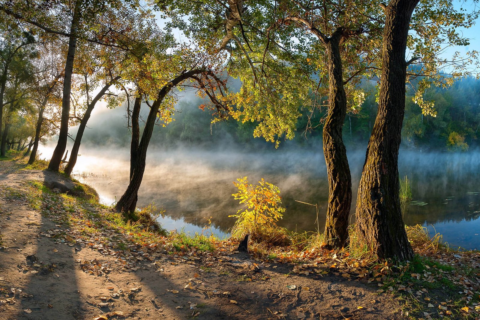 green leafed tree leaves river mist morning forest path 2k