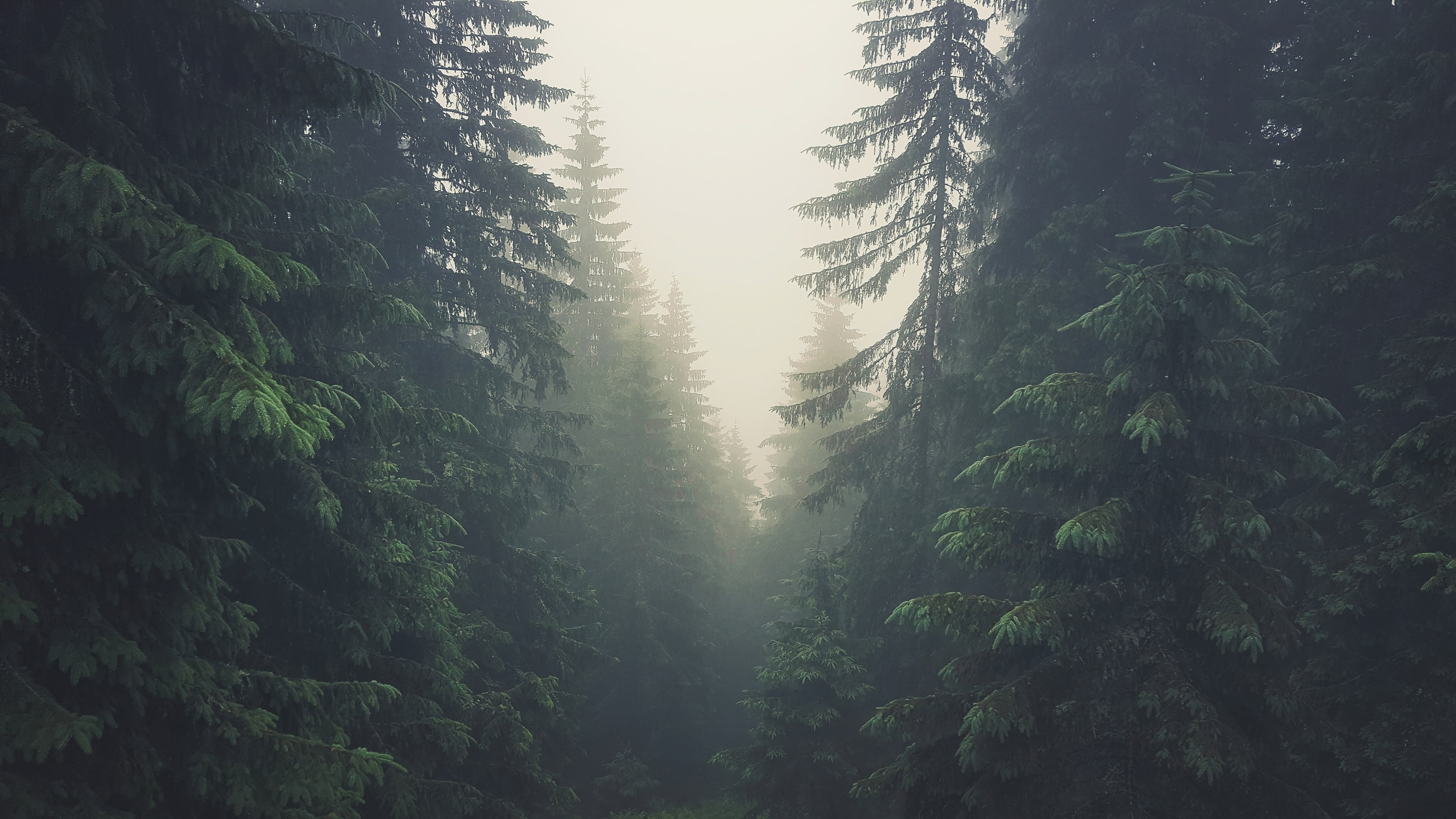 green pine tree trees forest Tatra Mountains Slovakia mist 2k 4k