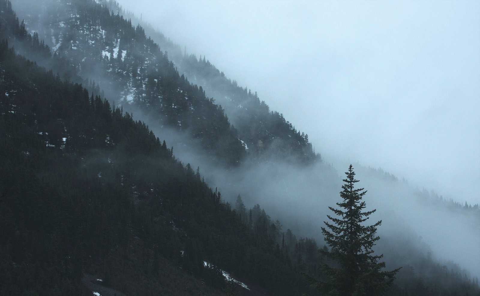 landscape photography of tall tress with foggy clouds mountain 2k 4k
