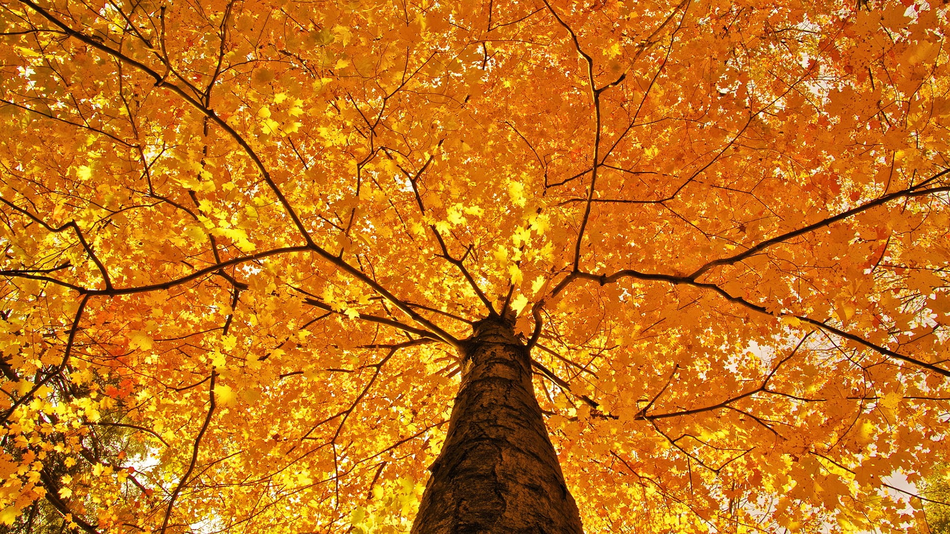 maple tree low angle photography of orange flowering nature 2k