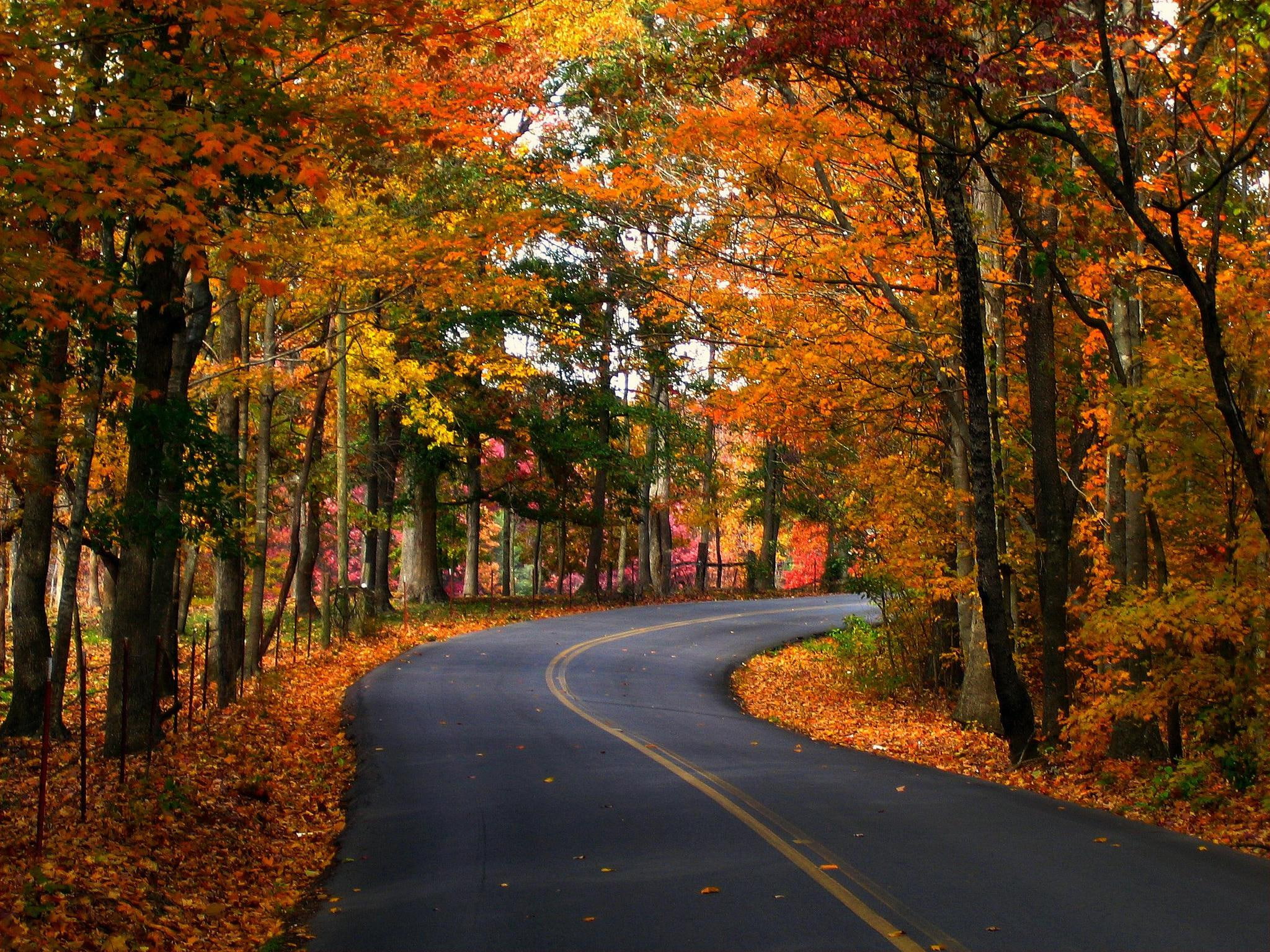 Seasons Autumn Roads Trees Foliage Nature 2k