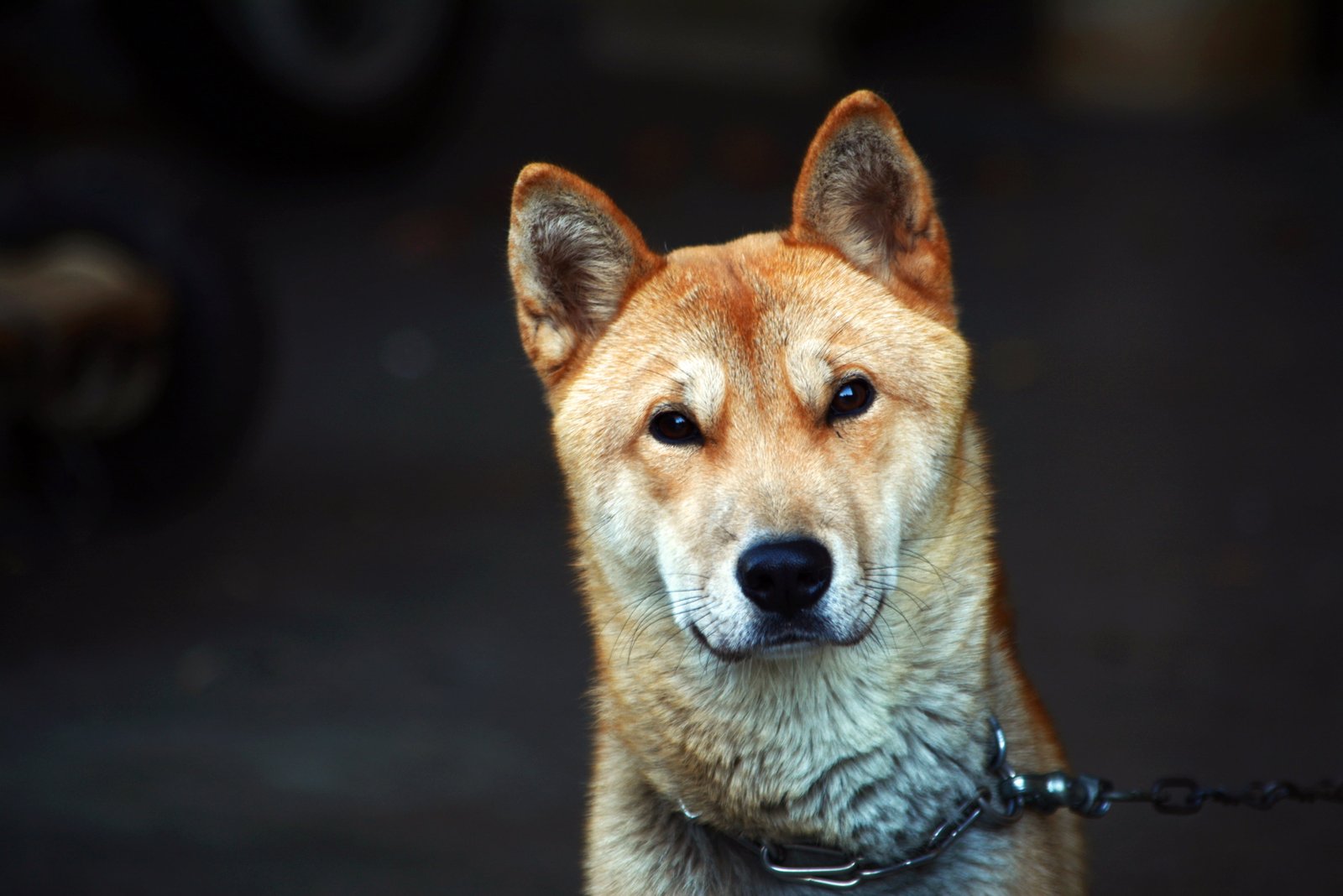 shallow focus photography of short coated brown dog republic korea 2k 4k