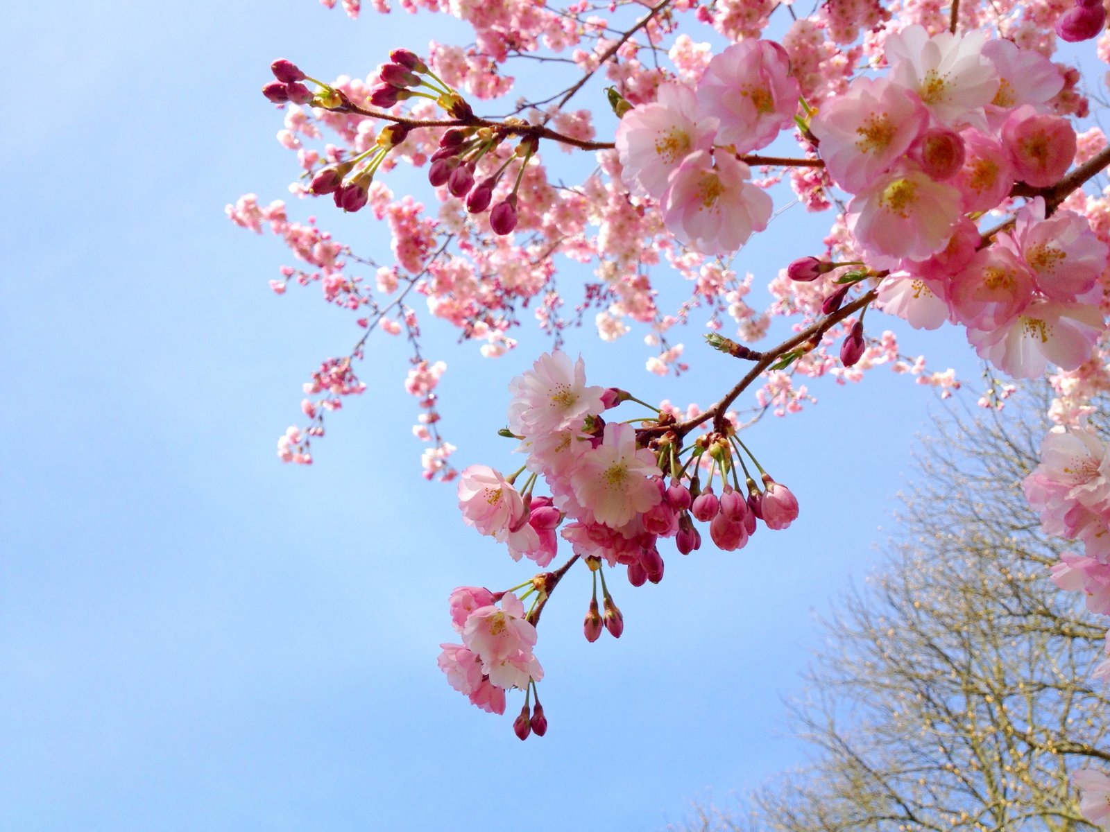 tree with white and pink flowers sakura cherry spring japanese 2k