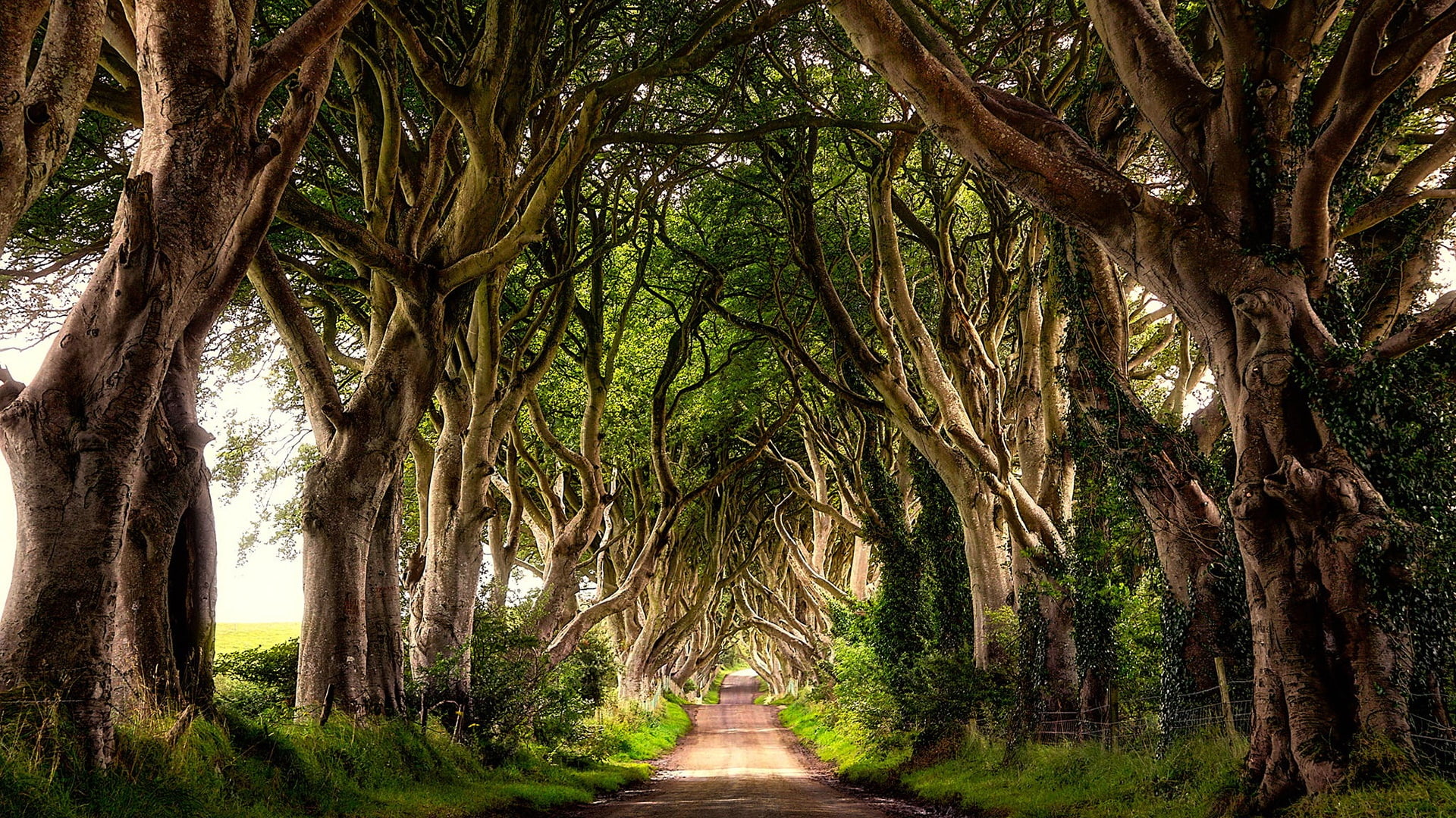 tree vegetation nature path the dark hedges alley 2k