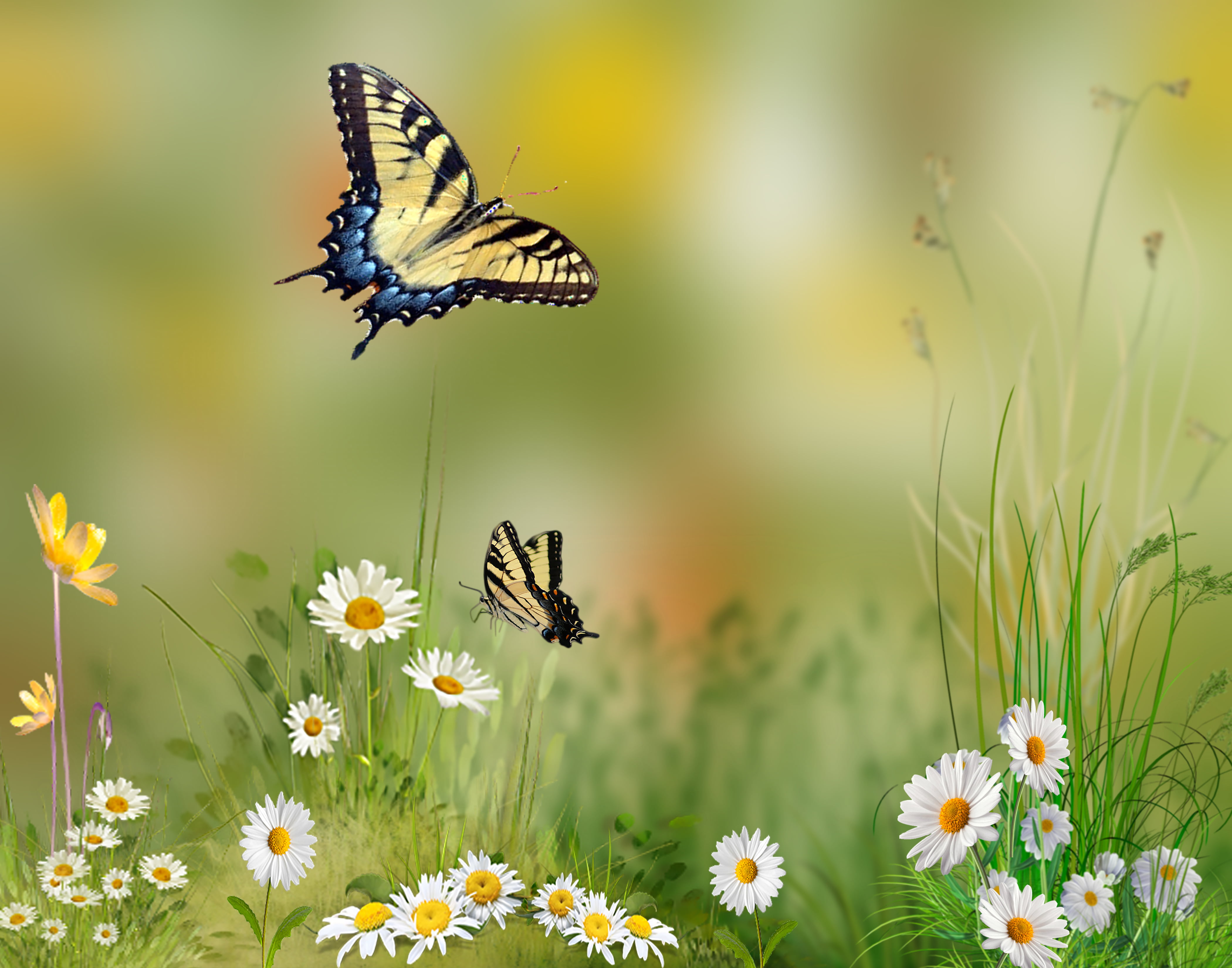 two Tiger Swallowtail butterflies hovering over white daisy flowers butterfly swallowtail 2k 4k