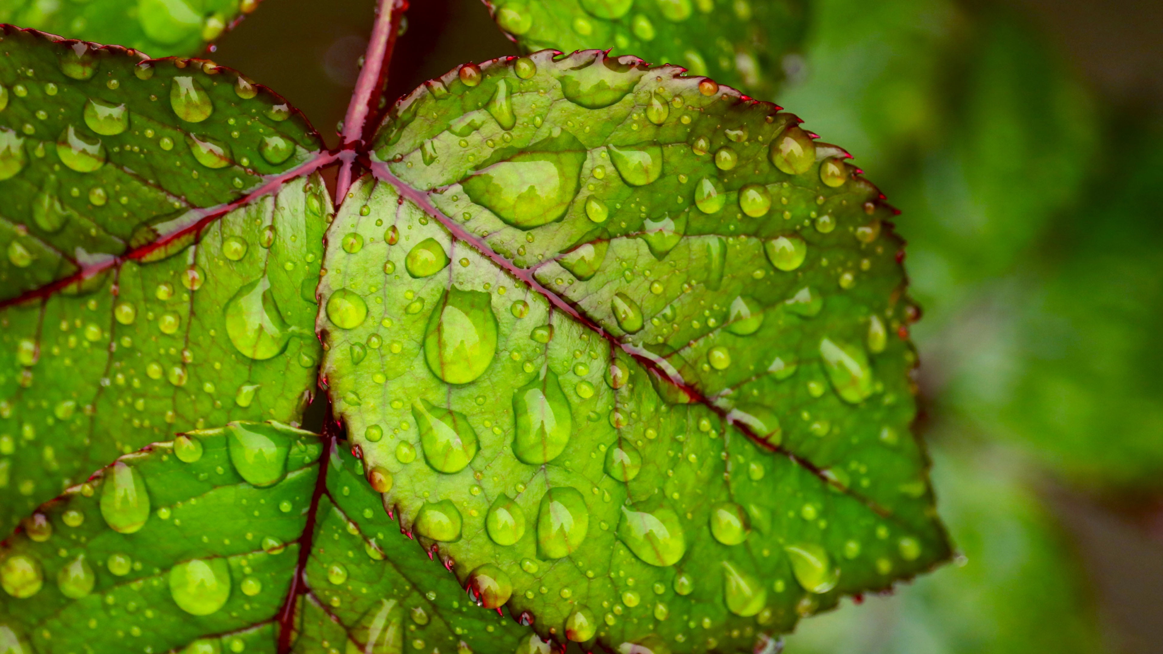 Water droplets on green leaf Ultra HD Wallpapers for Mobile phones Tablet and PC 2k 4k