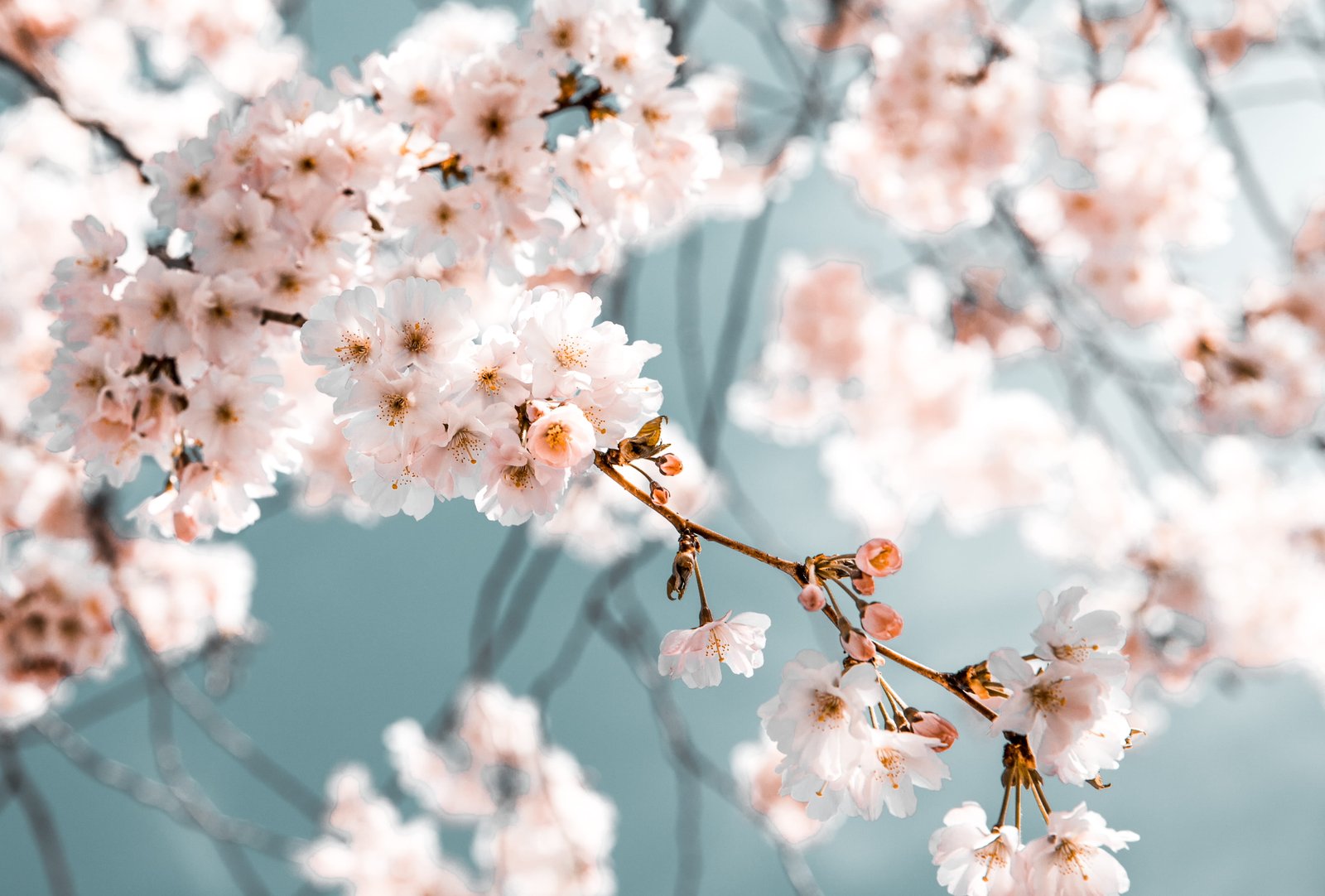 White Flowers In Bloom blossom branch desktop backgrounds 2k 4k