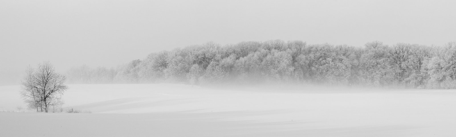 Winter Forest Illustration cold dawn fog foggy frost frozen 2k 4k 5k