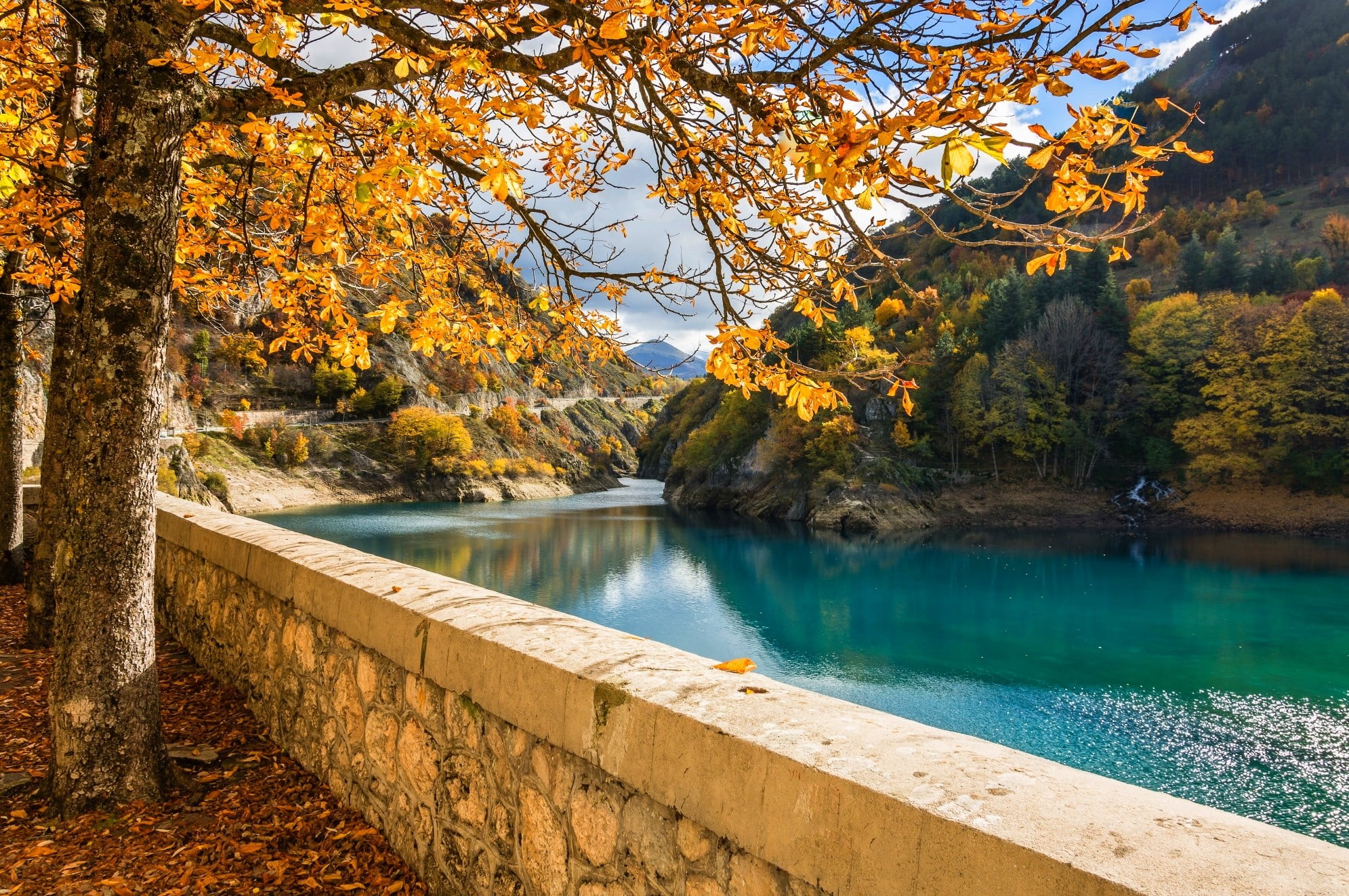 yellow leafed tree beige leaf near river during daytime photo 2k