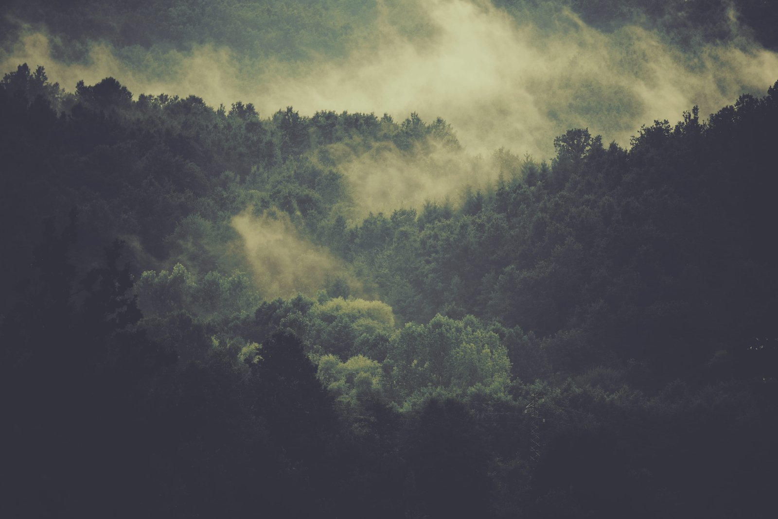 aerial photography of foggy mountain trees on forest surrounded with fog 2k 4k 5k