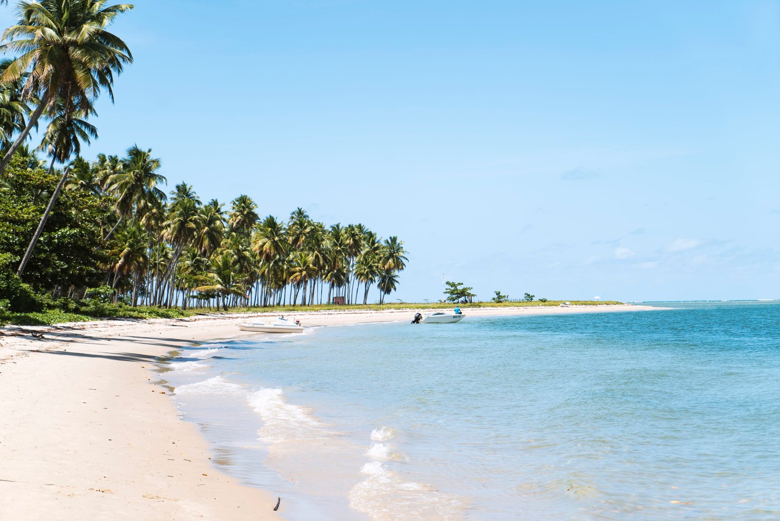 beach surrounded by trees sea ocean flora plant arecaceae 2k 4k