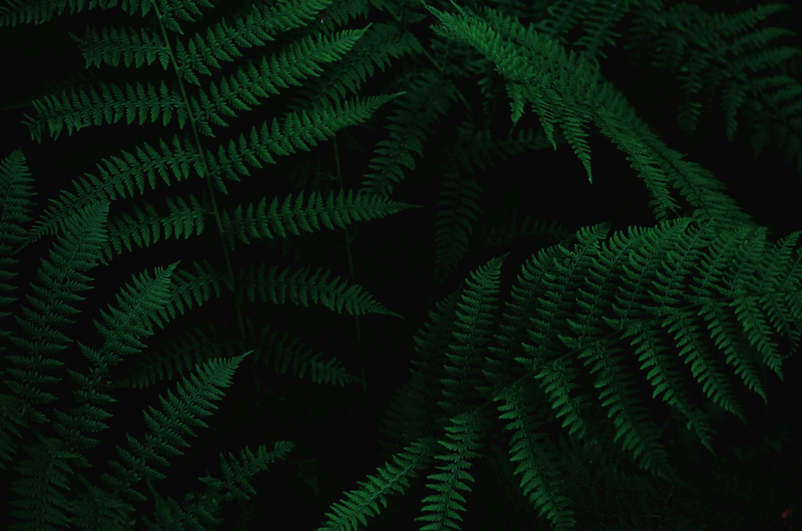 close up photo of green ferns tree forest detail texture 2k 4k 5k