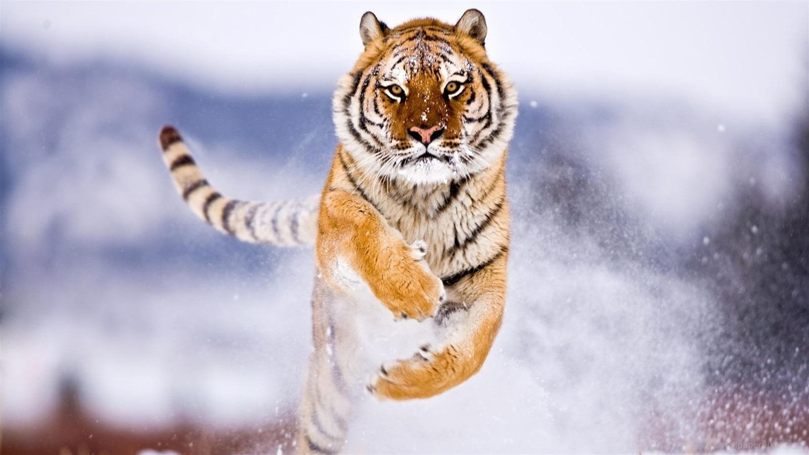 cute animals snow winter tiger 2k 4k 5k 8k