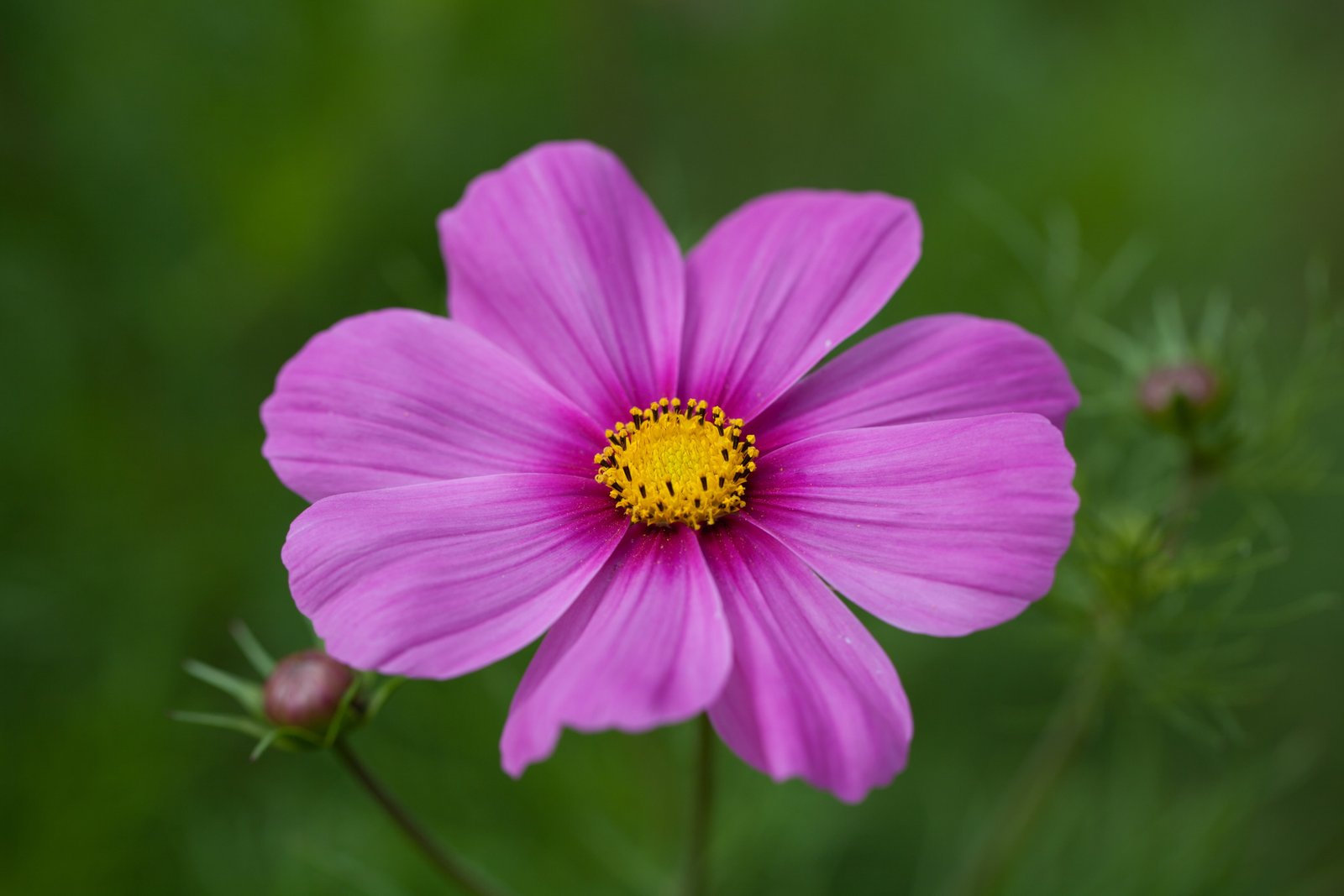 focus photography of pink petaled flower Pretty in Pink Botanisk hage 2k 4k 5k