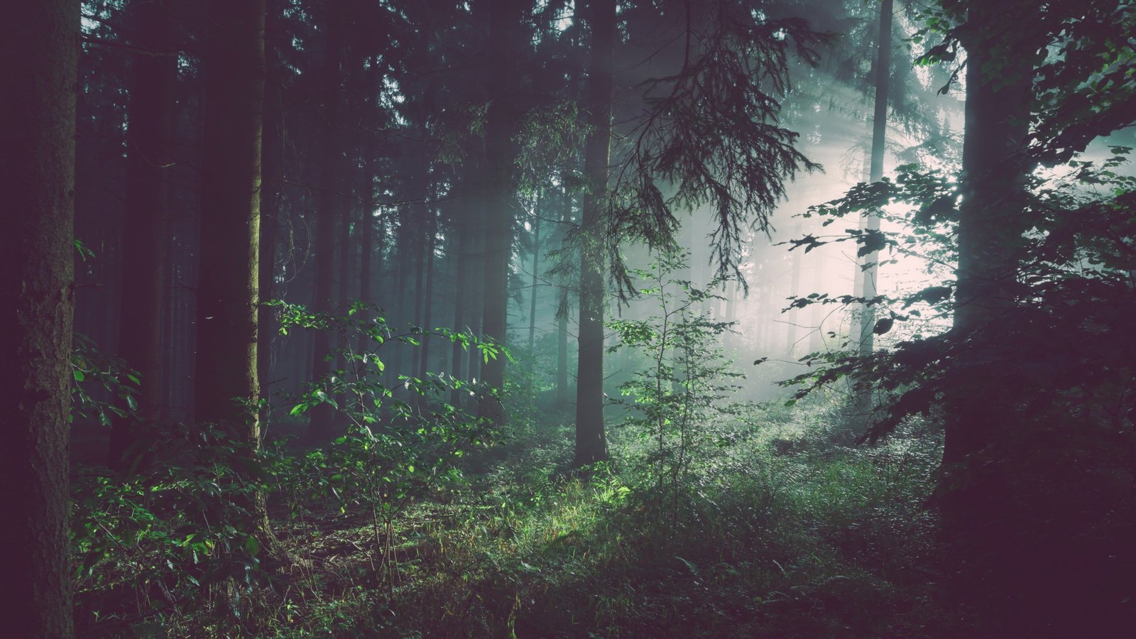 forest trees wallpaper untitled nature landscape leaves branch 2k 4k