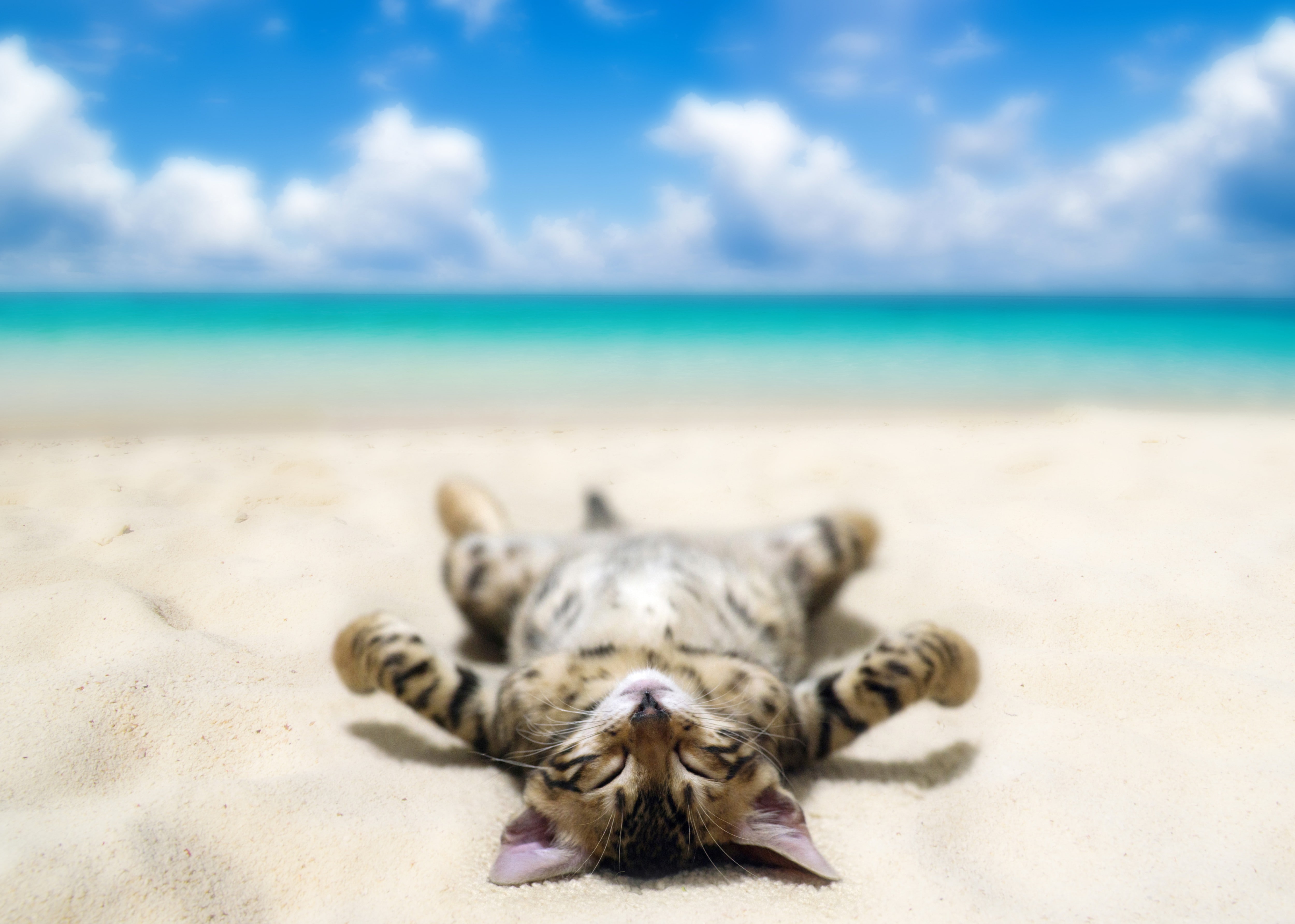 Funny cat lying on beach gray and black kitten Sea sand sky 2k 4k 5k