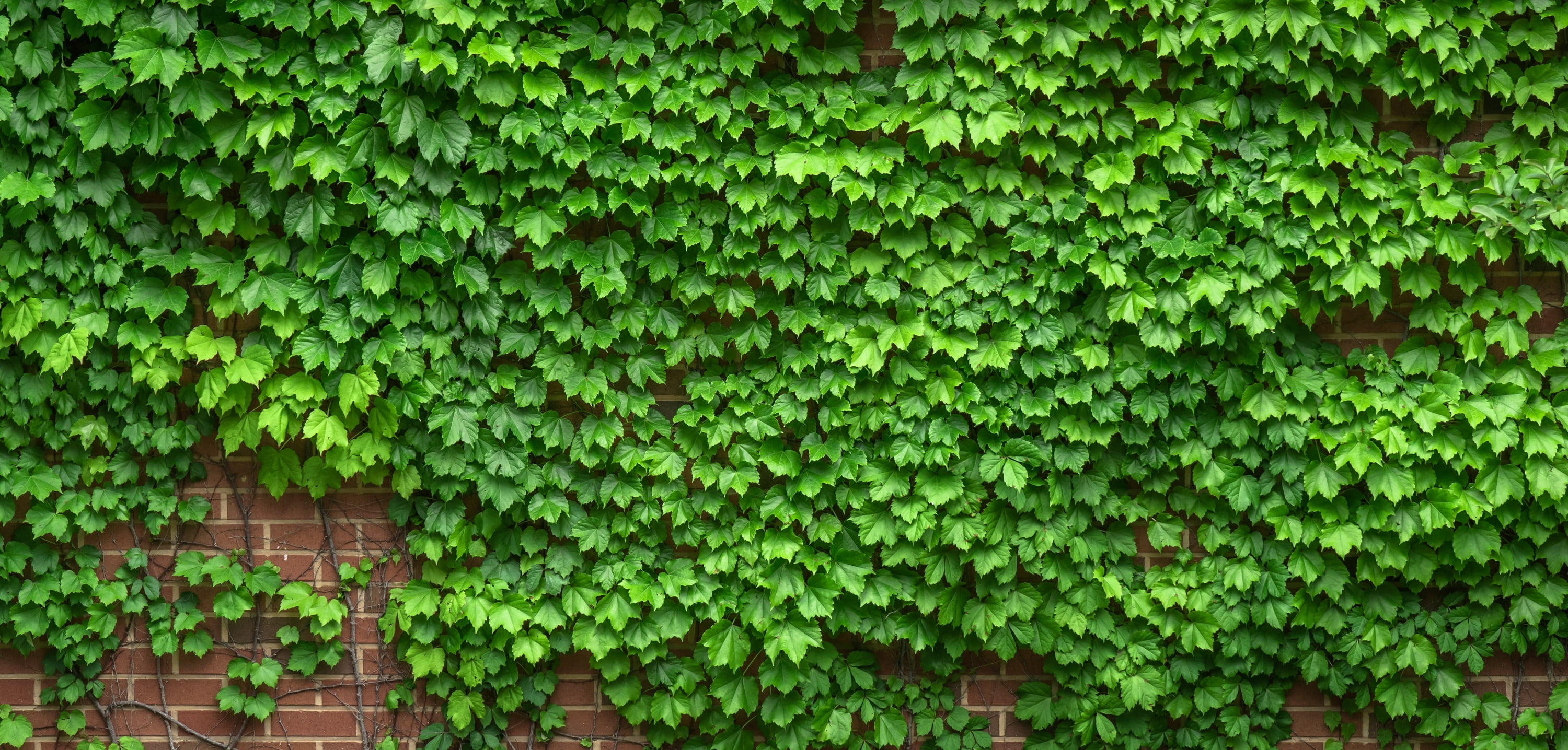 green leaf plant on wall ivy vine the leaves plants hwalyeob 2k