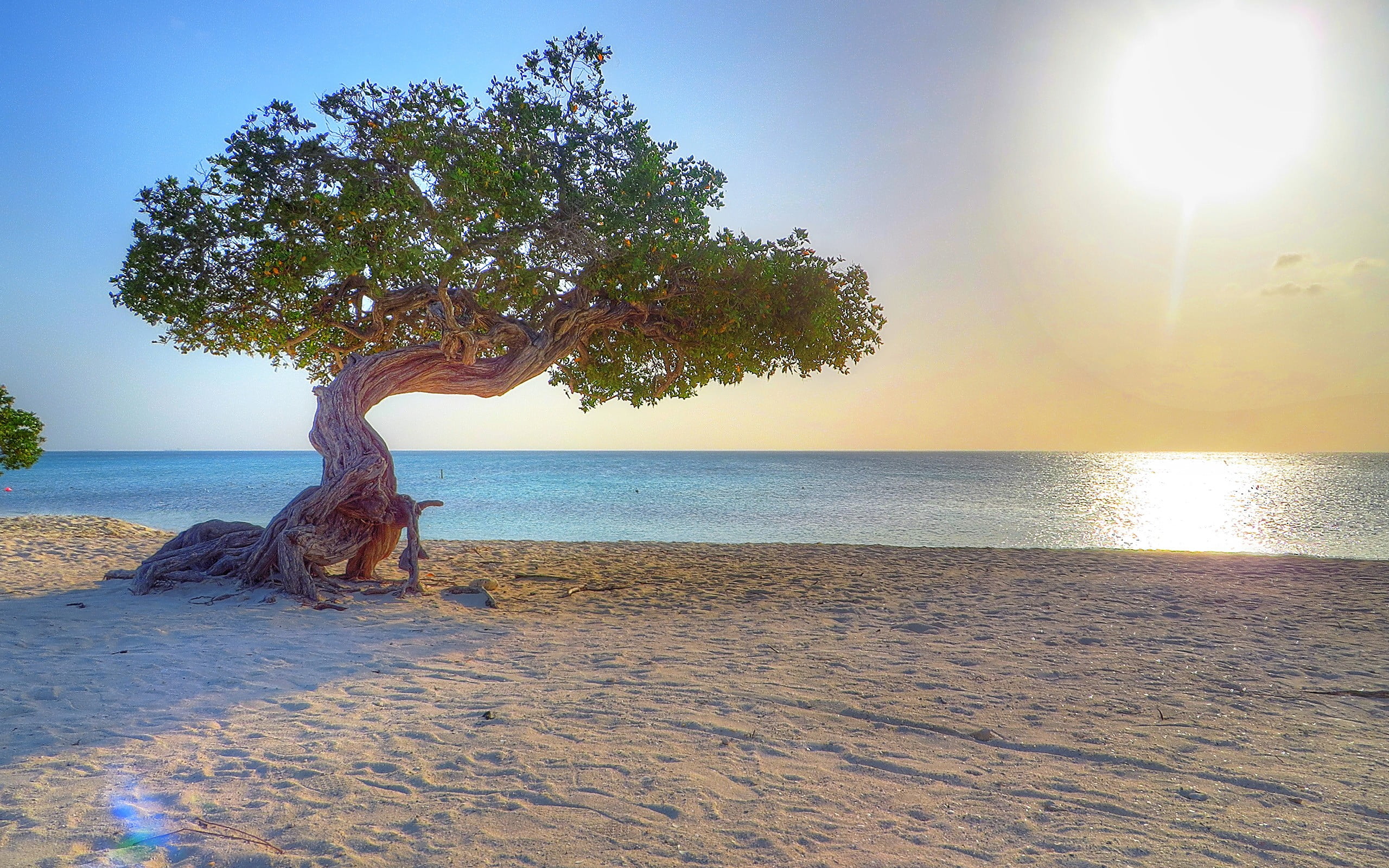 green leaf tree near sea shore Aruba beach dividivi trees 2k