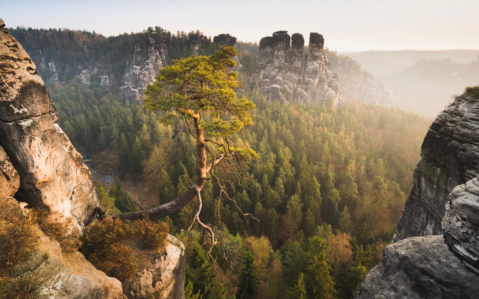 green leafed tree on top of mountain nature landscape mountains 2k