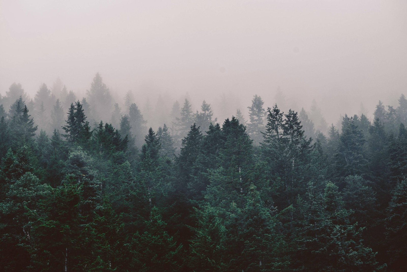 green leafed trees forest nature landscape mist photography 2k 4k