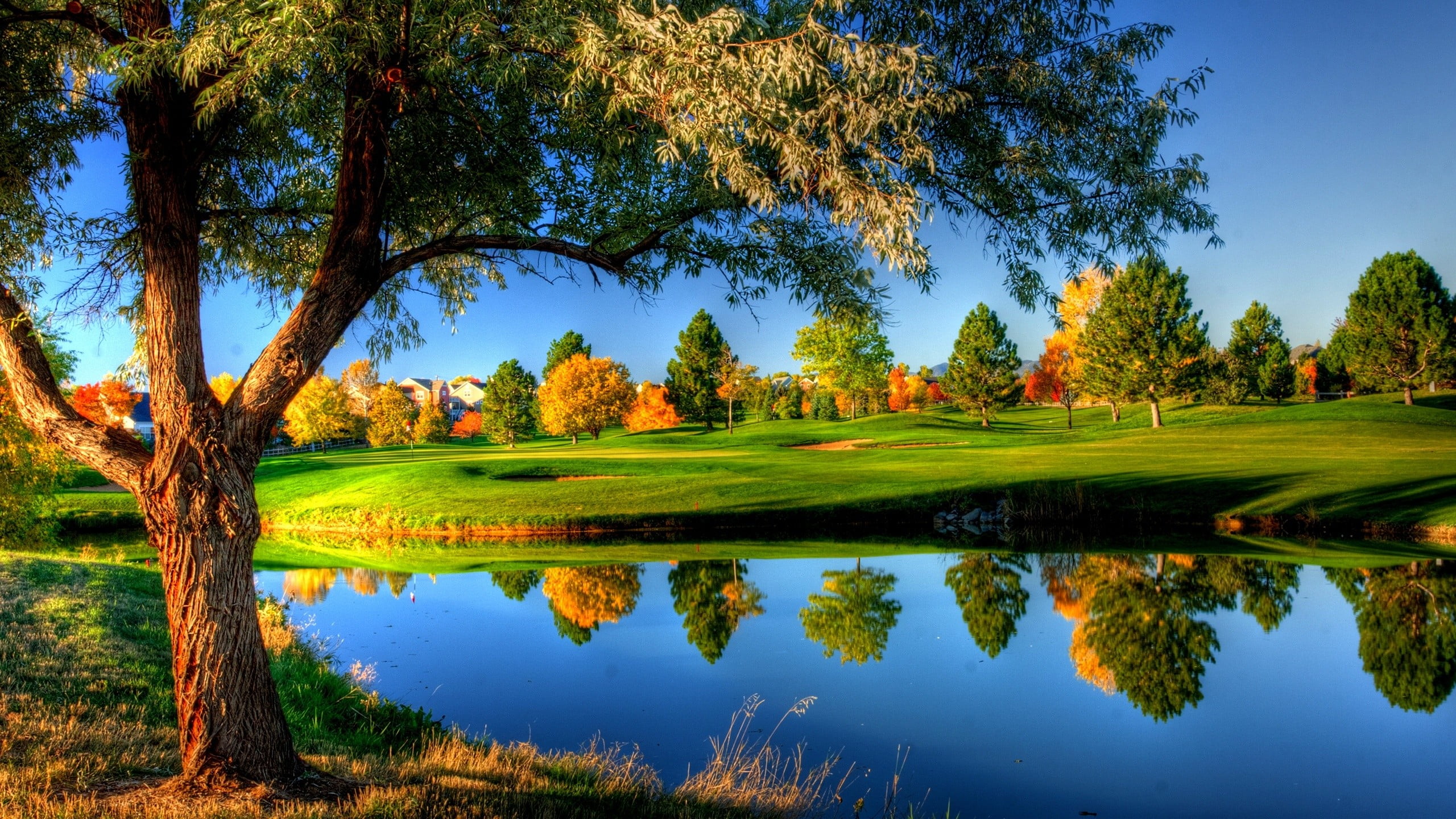 green leafed trees grass lawn nature landscape fall 2k