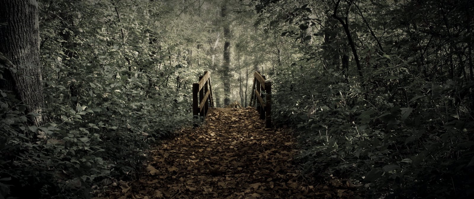 green leafed trees landscape path bridge dirt road nature 2k 4k